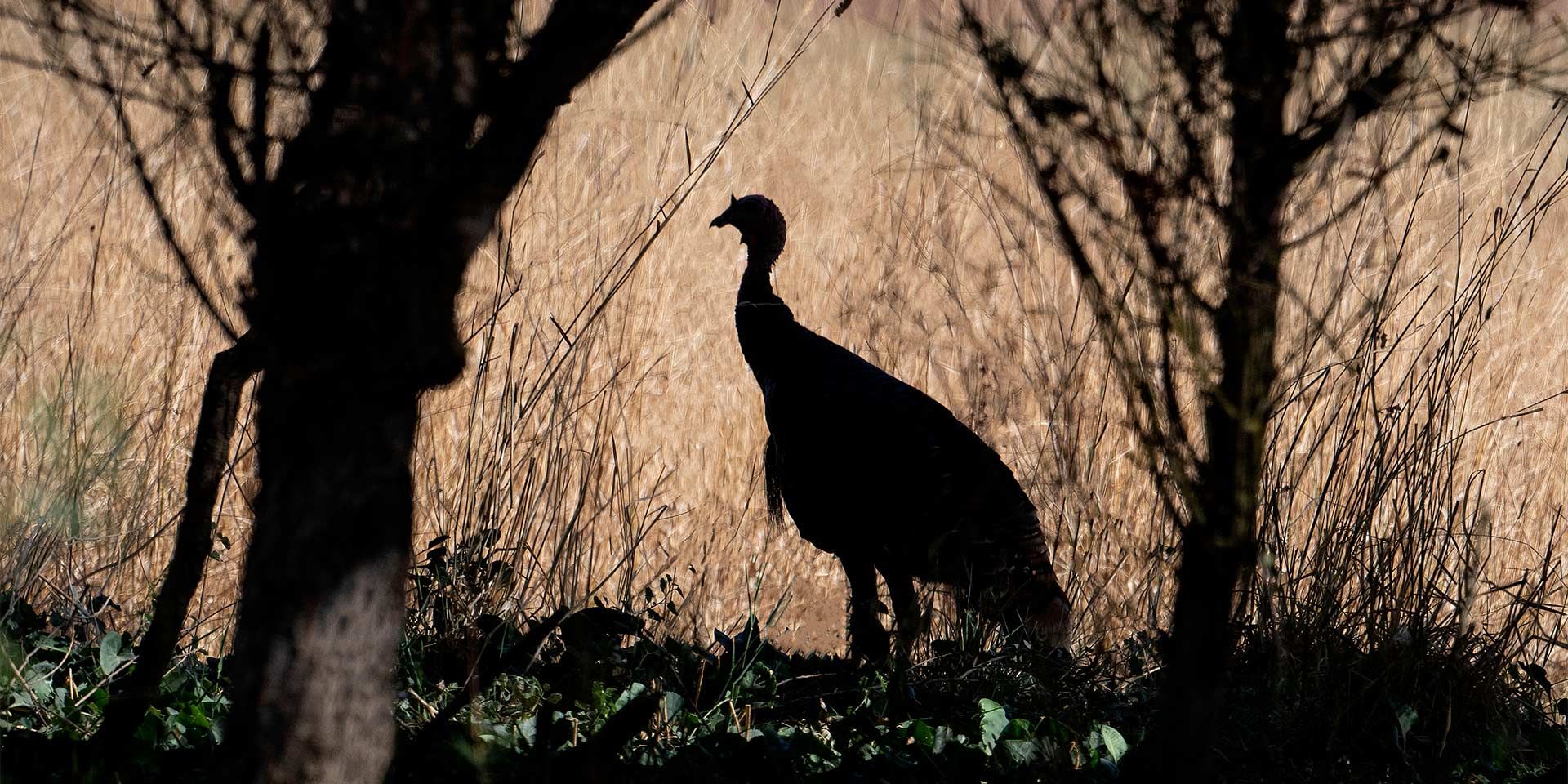 large bird shadow