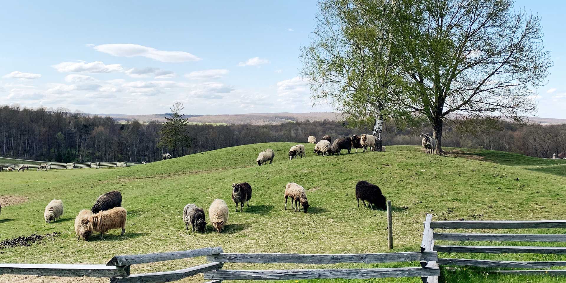 sheep grazing in a field near a tree