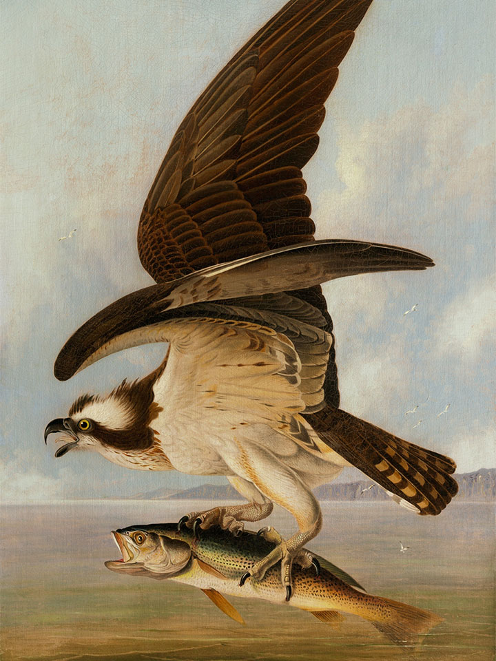 a painting of a bird carrying a fish