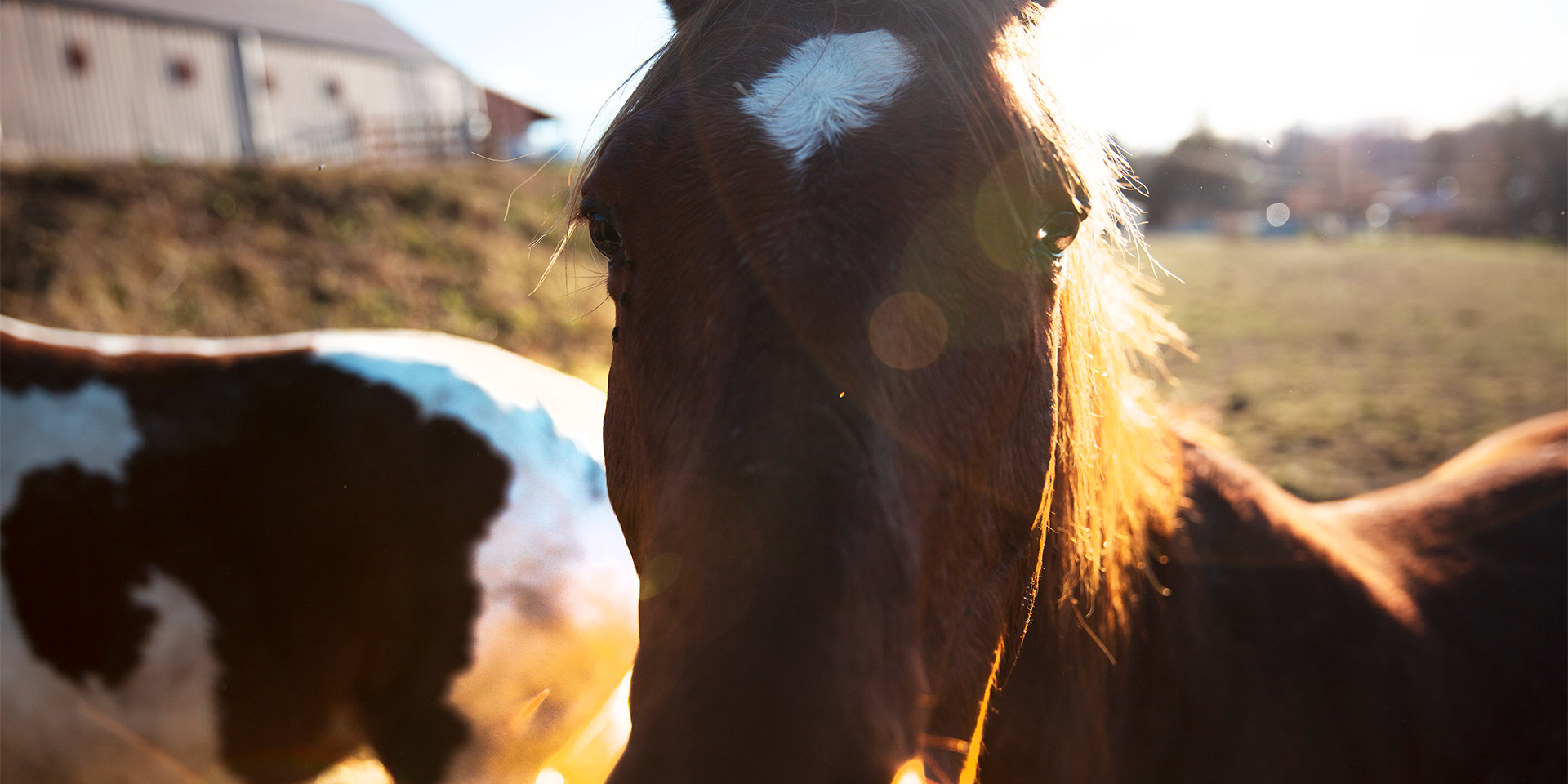 horse's face close up