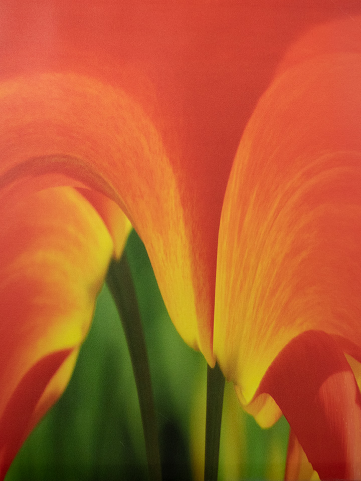 Opulent Orange by Penny Knobel Besa