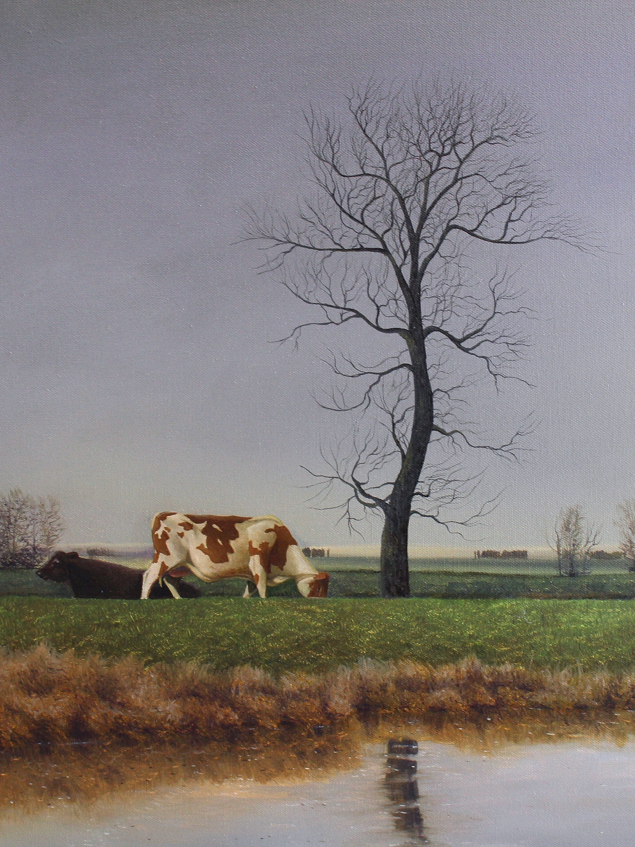 Cattle by Lake