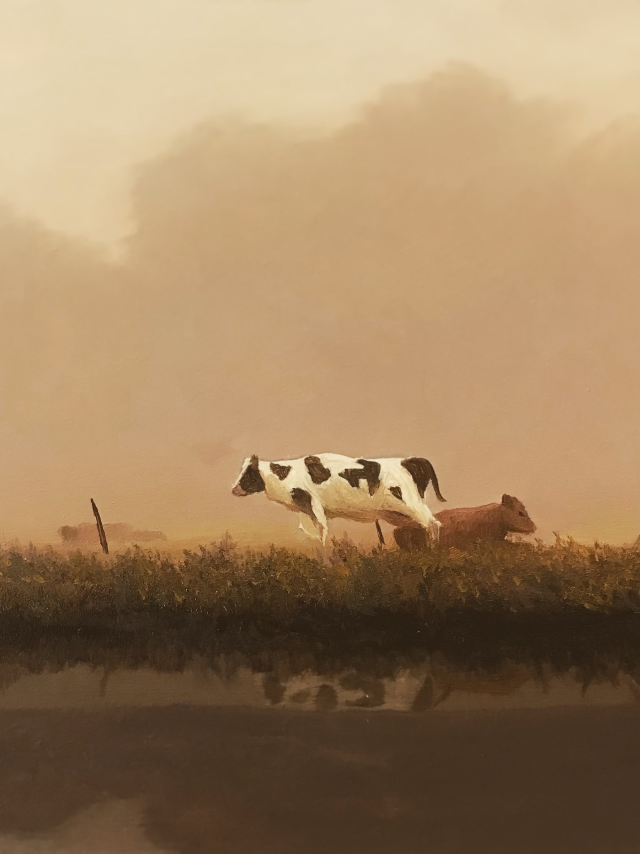 cows by pond