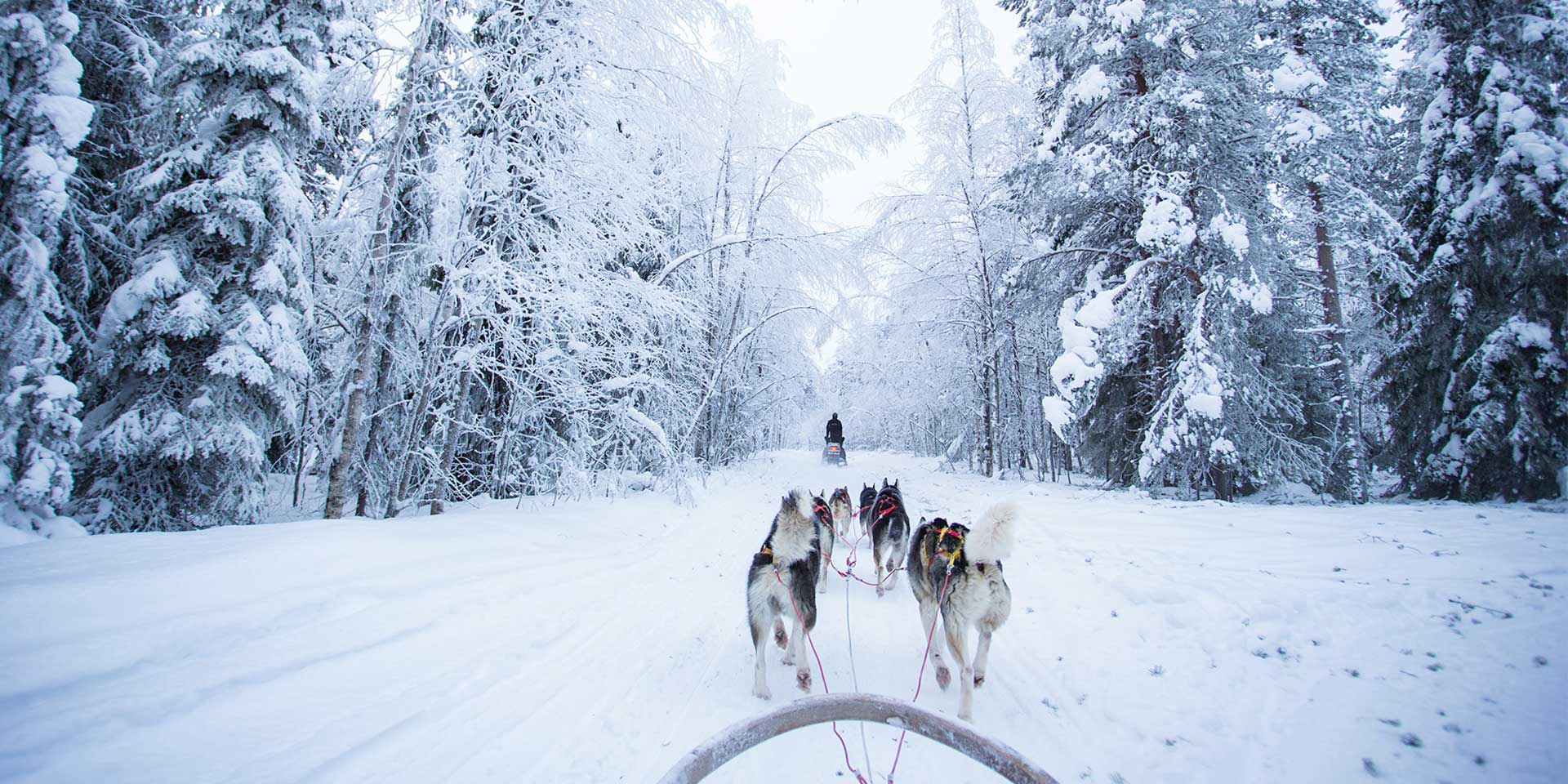 dogsleding