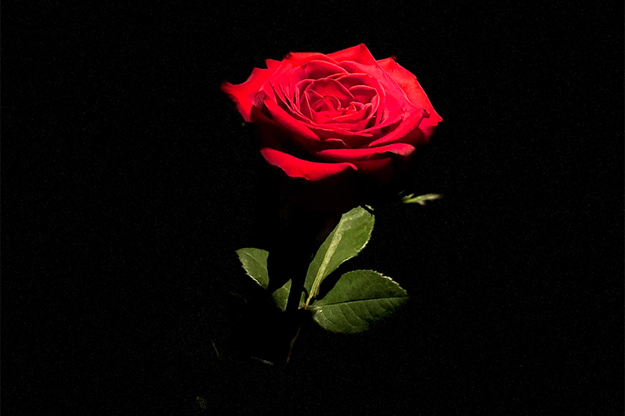 Rose on black