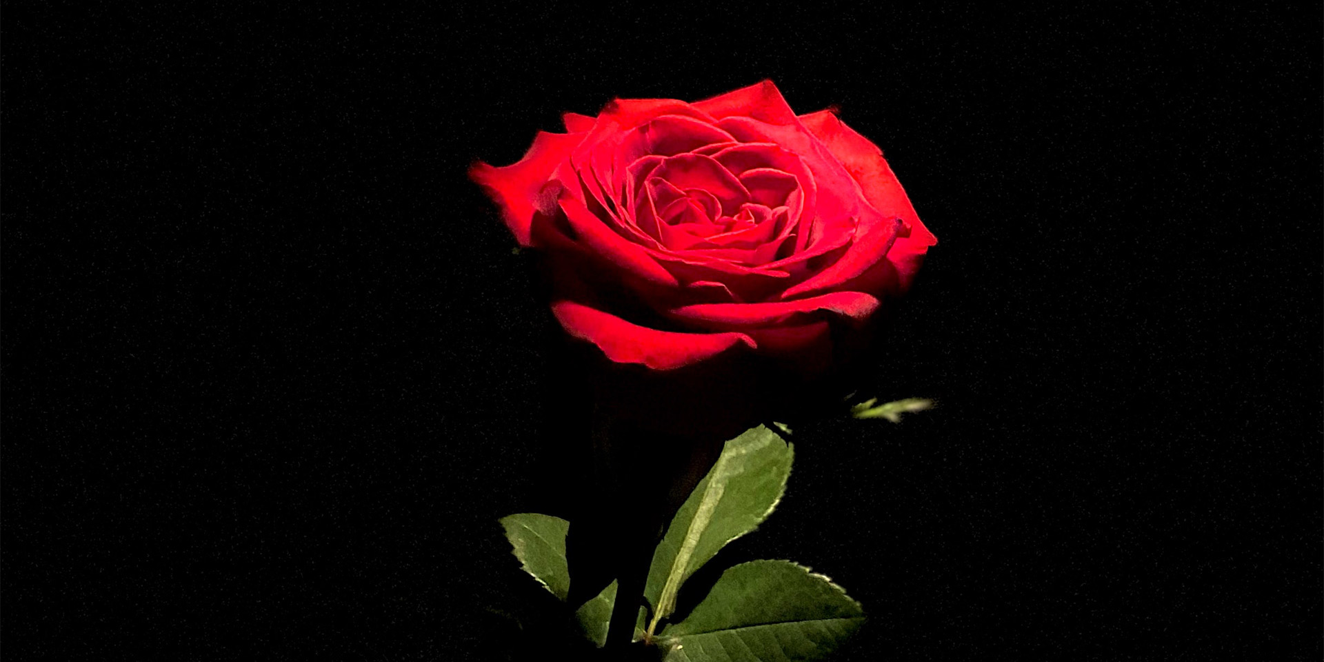 Rose on black