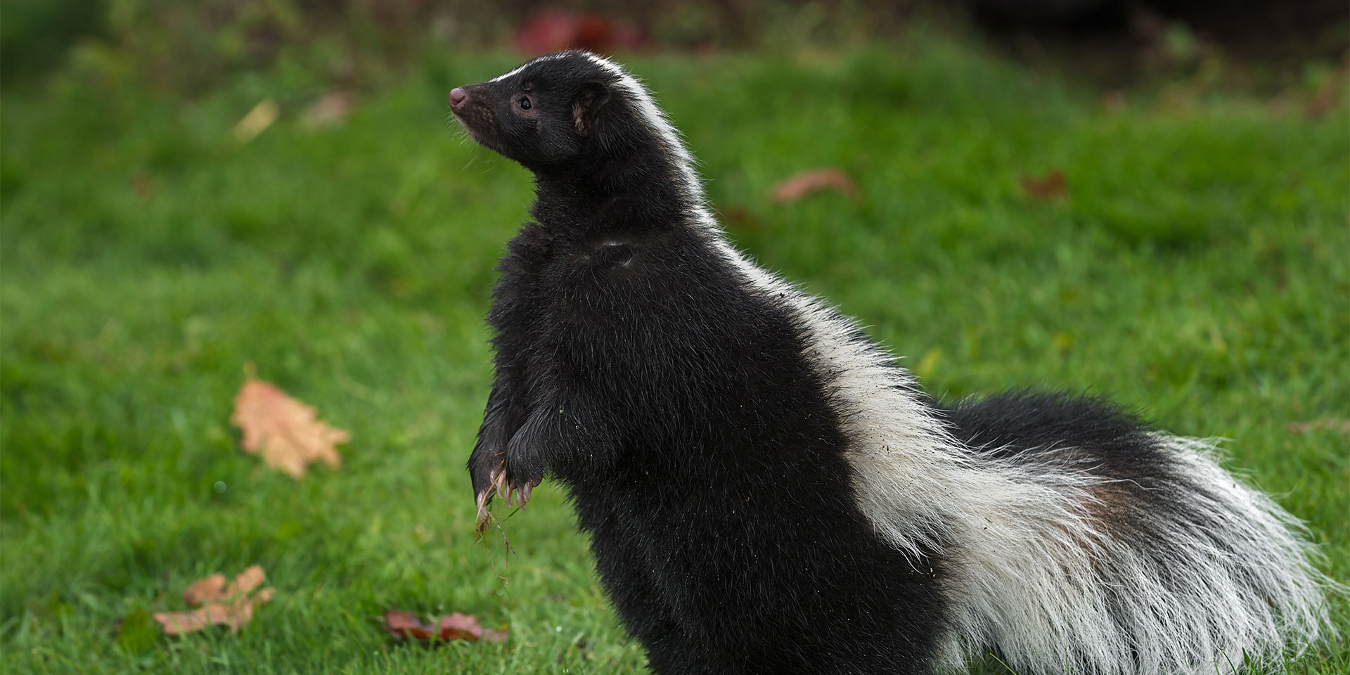 Skunk standing up on grass