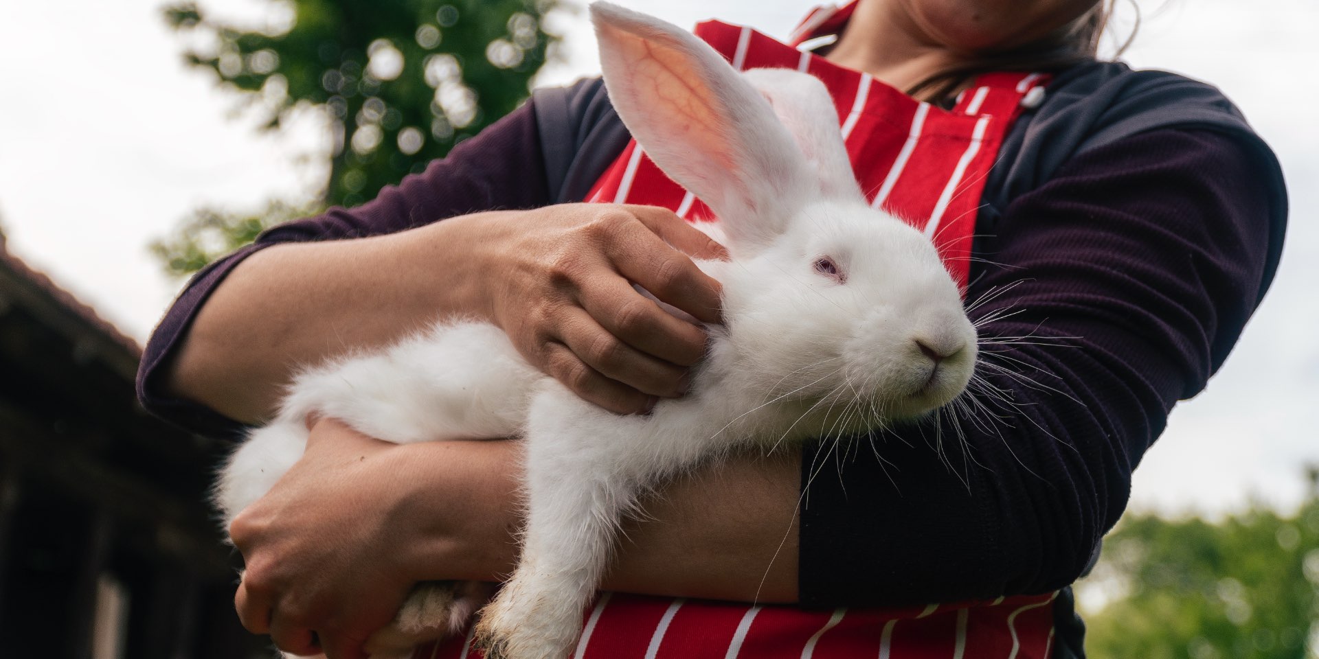 Person holding a white rabbit