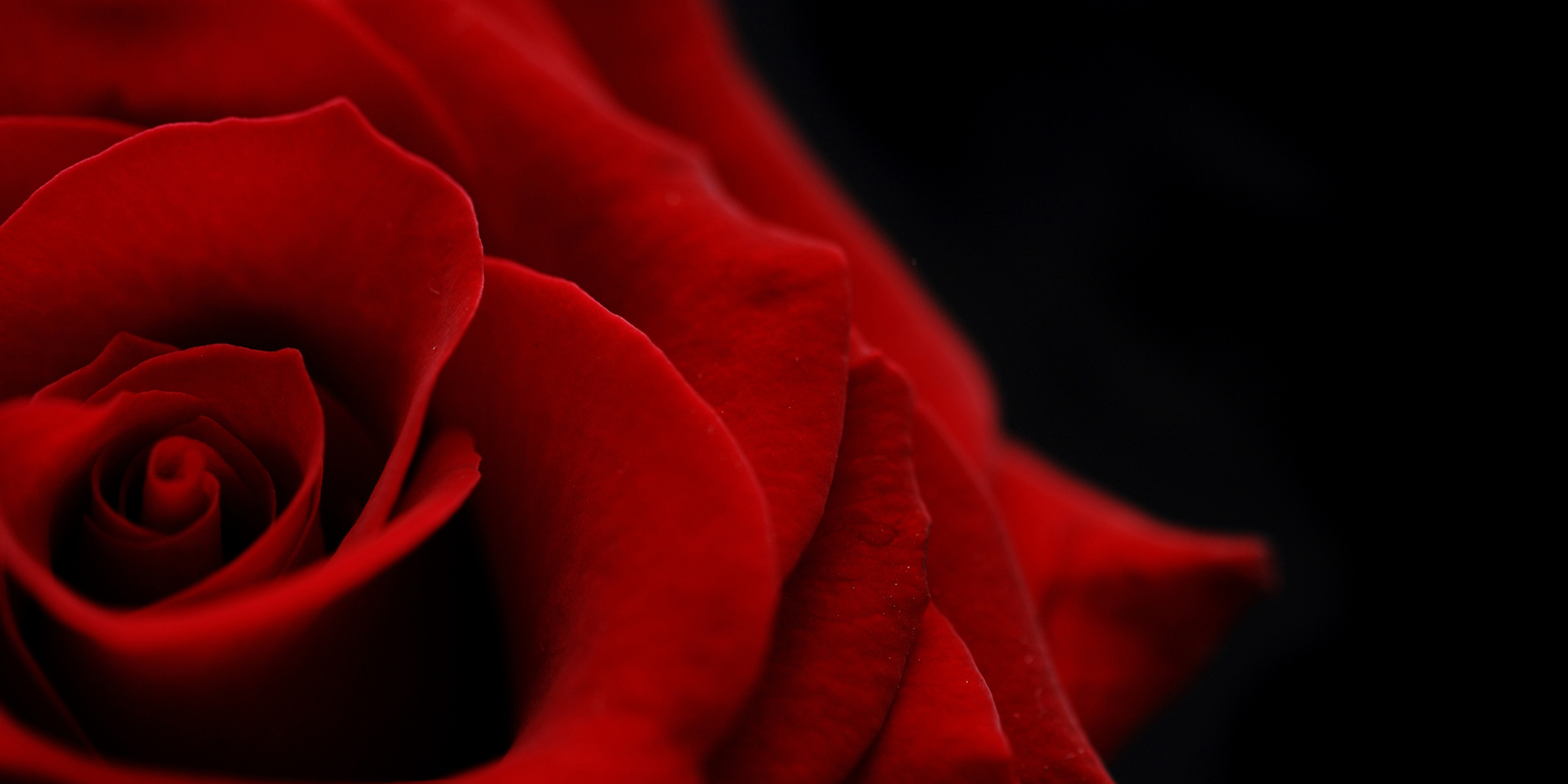rose fading into a dark background