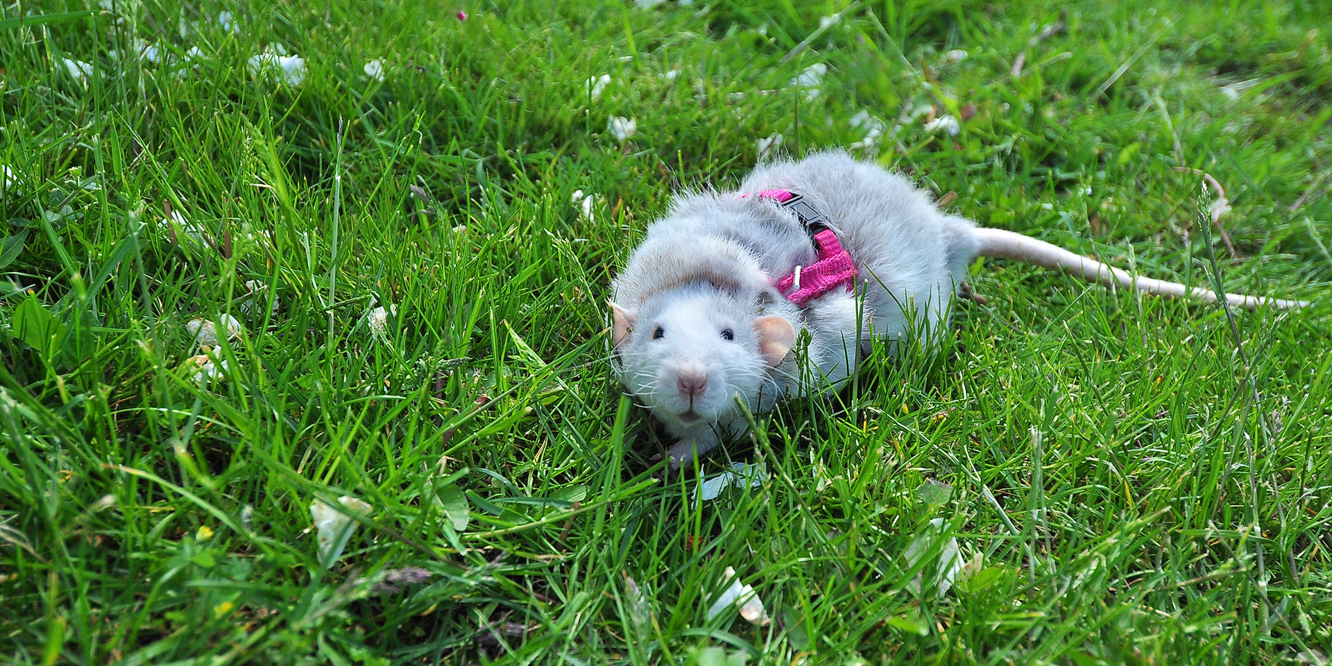 Rat enjoying lush grass