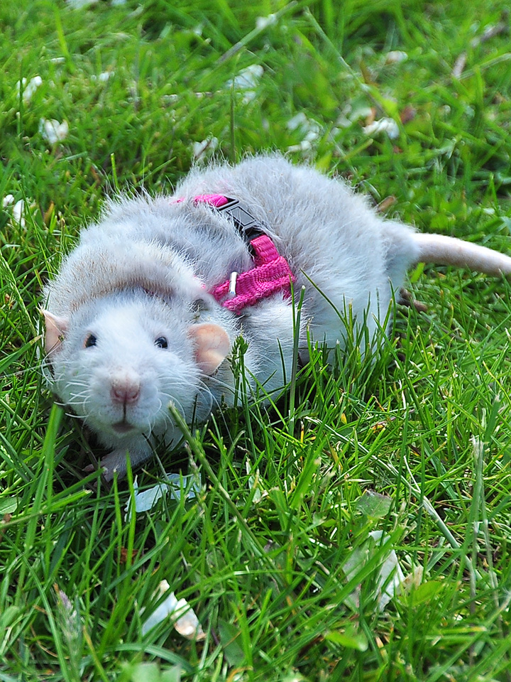 Rat enjoying the lush grass