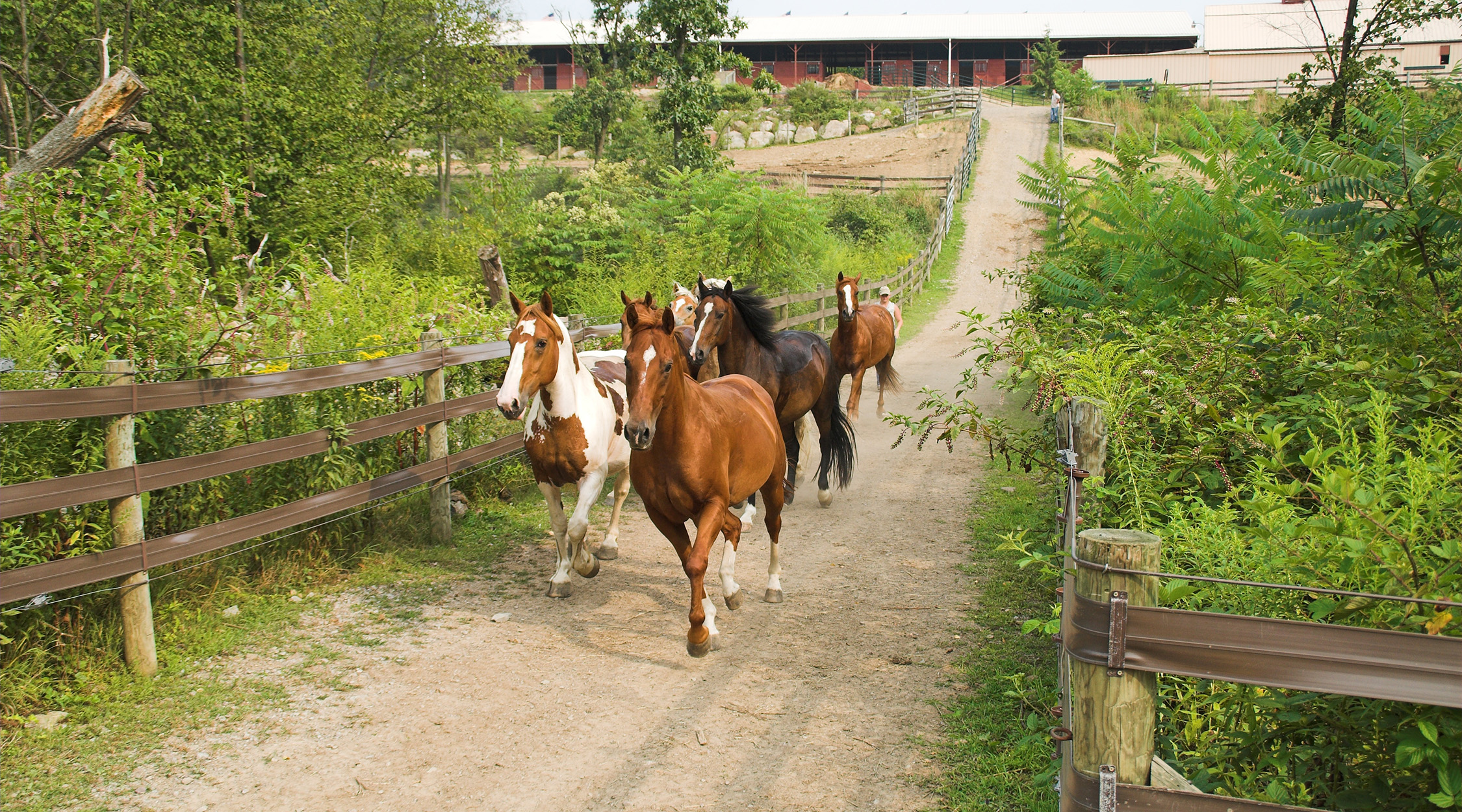 Horses running down a path