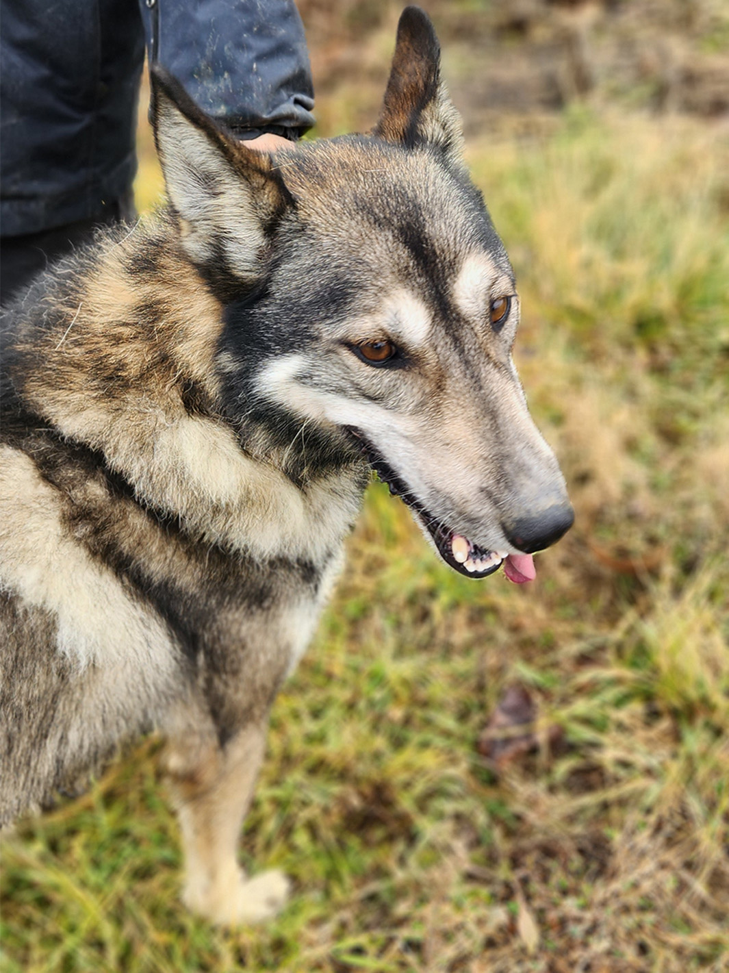 Sled Dog Atlas, male 4 years old