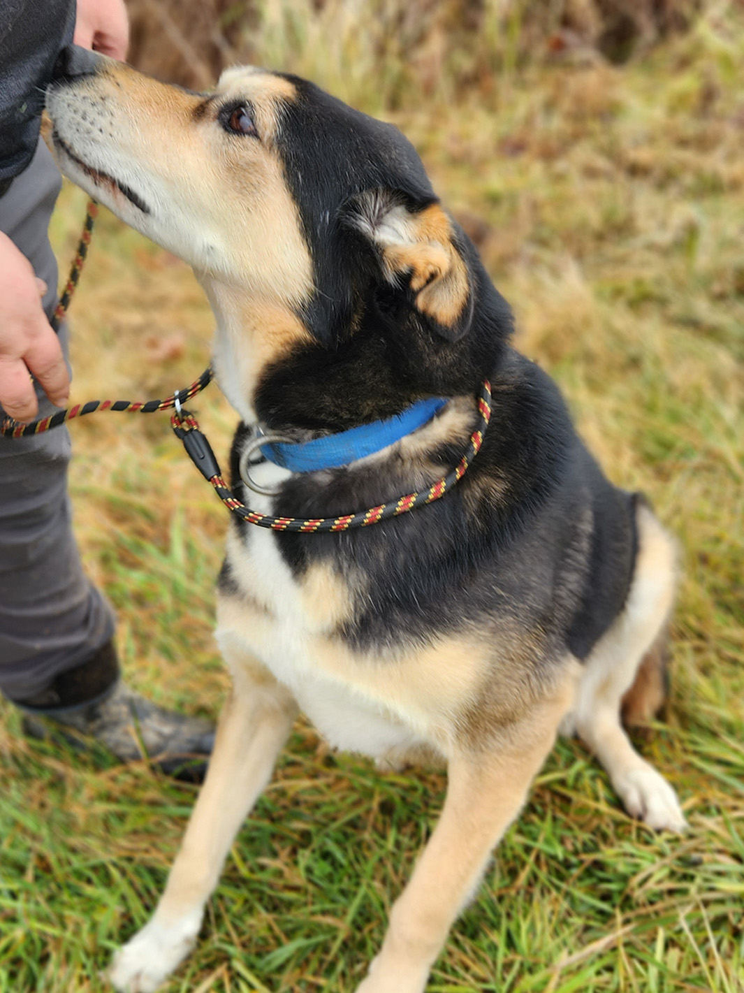 Sled Dog Congo, male, 9 years old