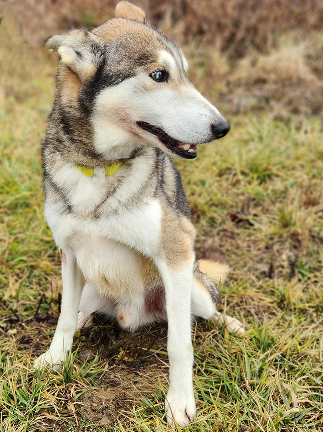 Sled Dog Scooby, male, 10 years old