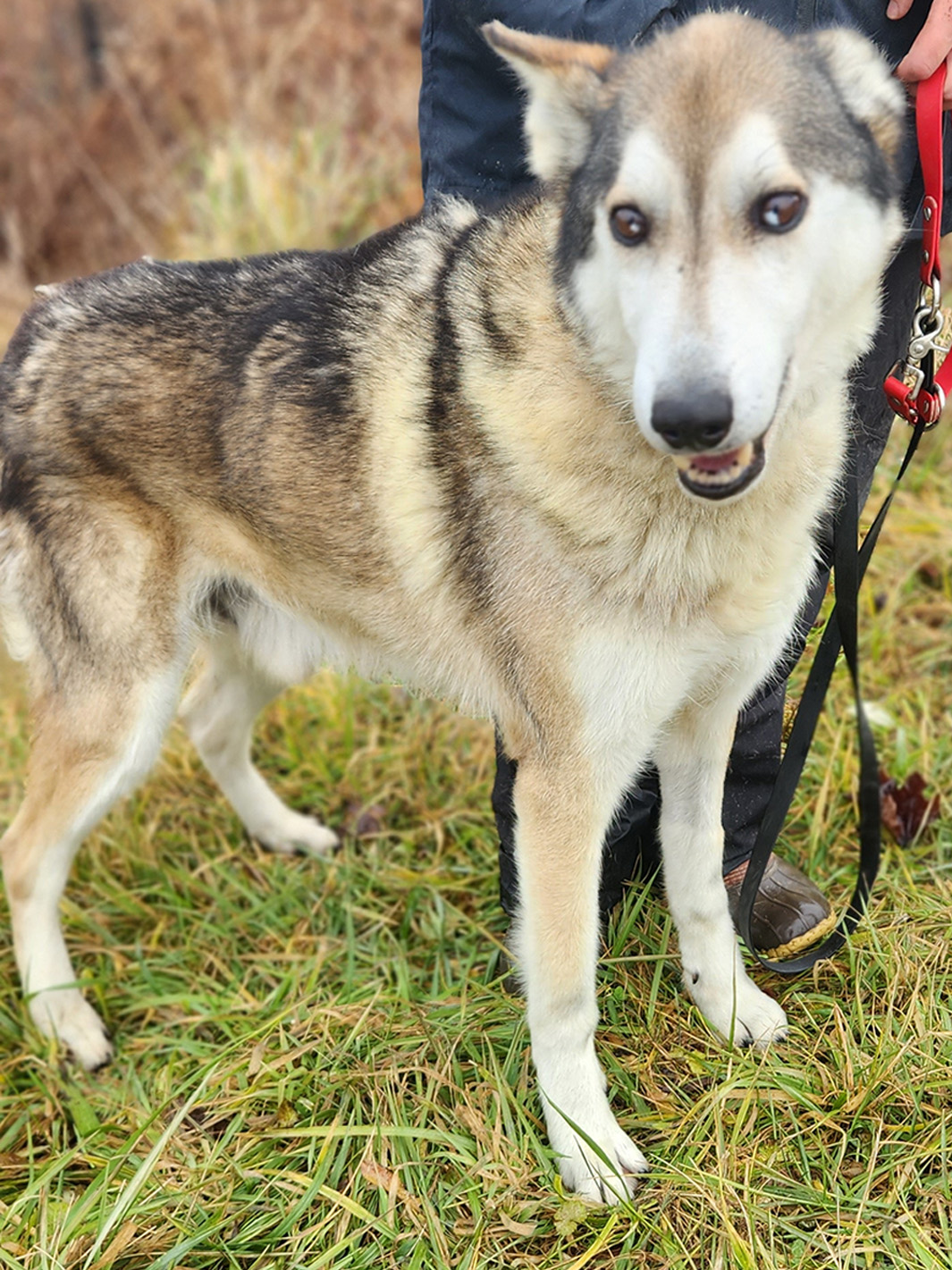 Sled Dog Squirt, male, 10 years old