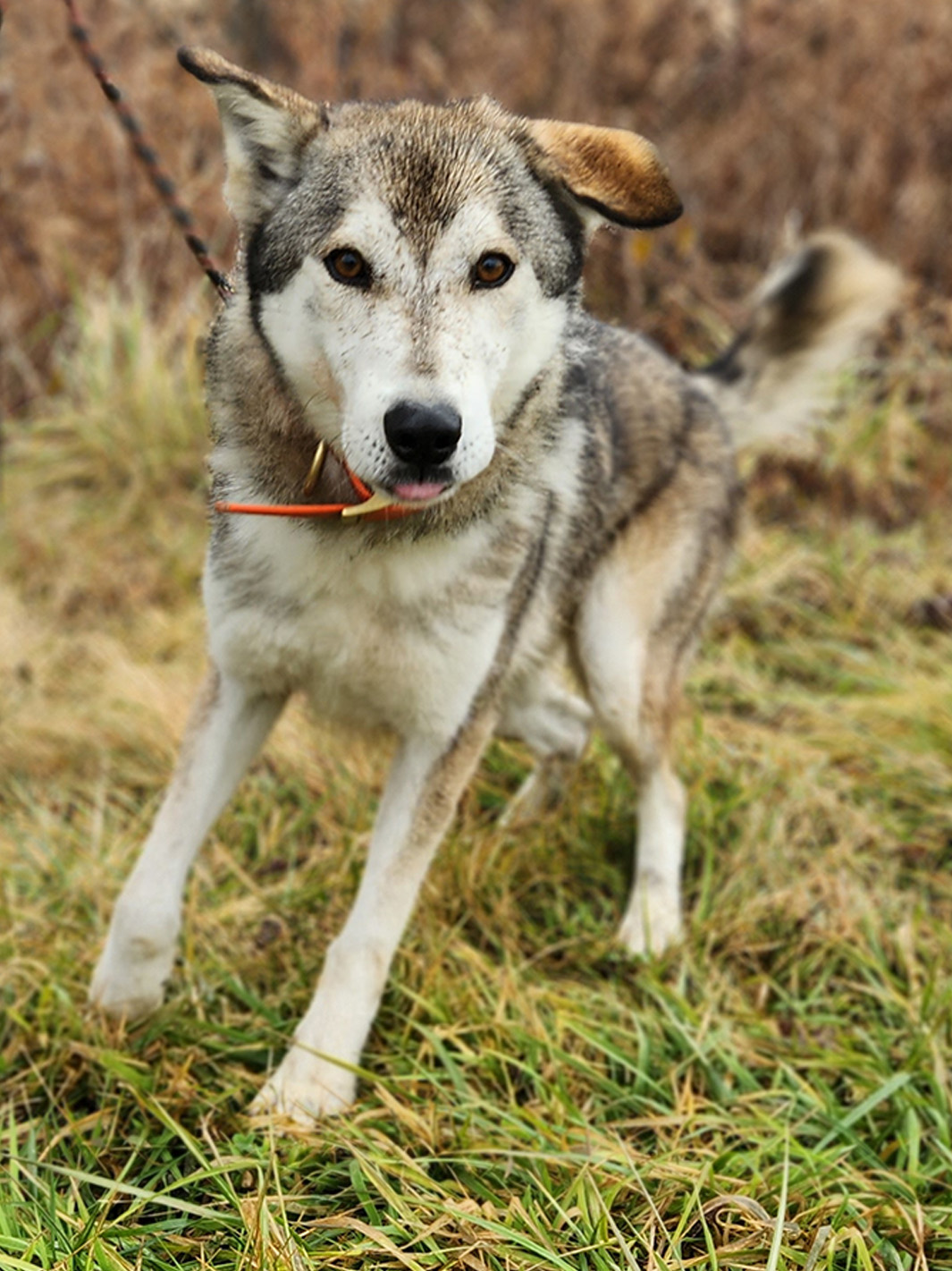Sled Dog Timber, male, 4 years old