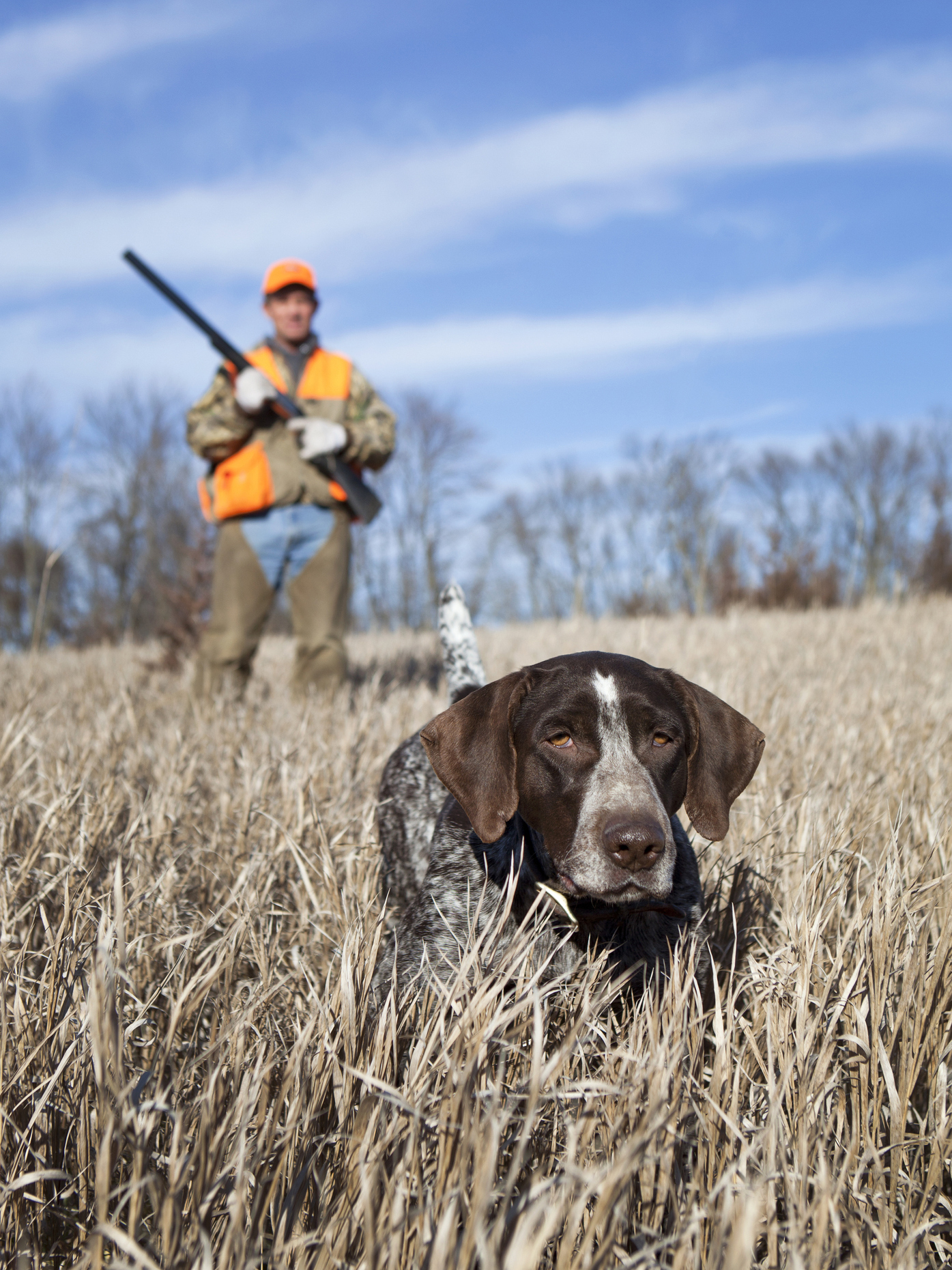 dog helping hunter find birds