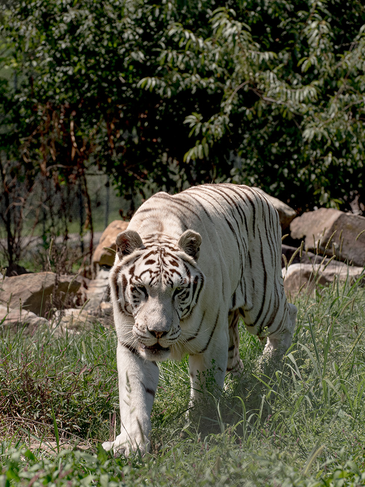 White tiger walking outside