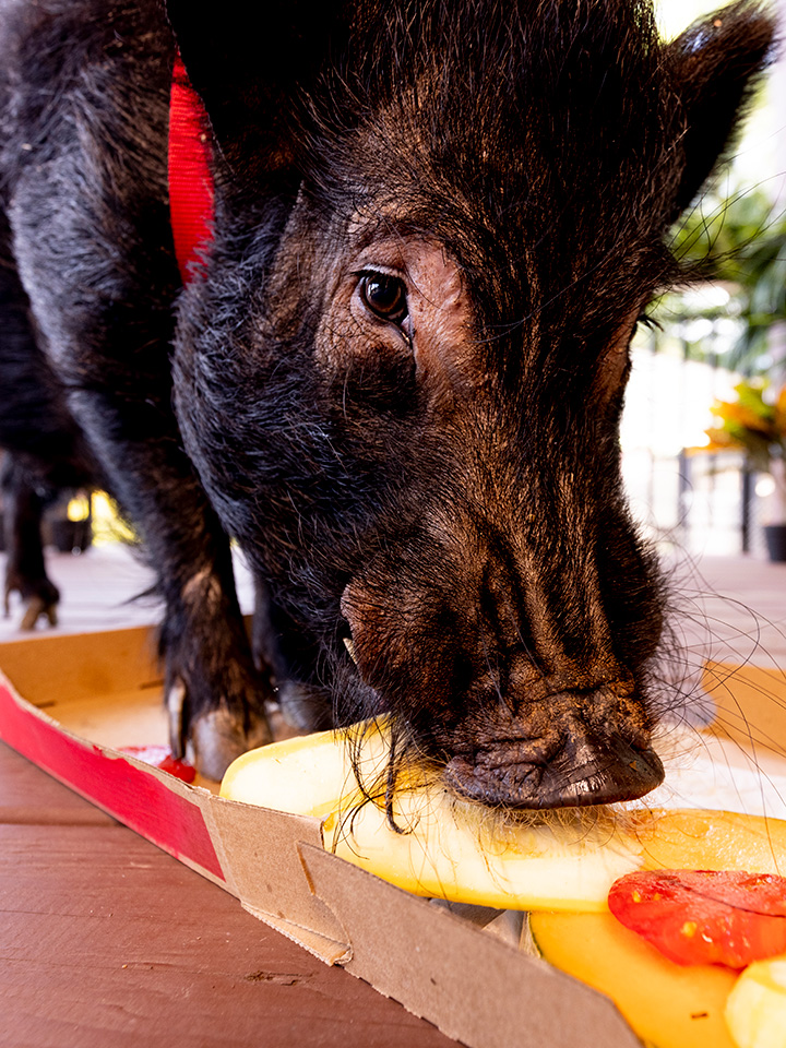 Boar eating a tomato