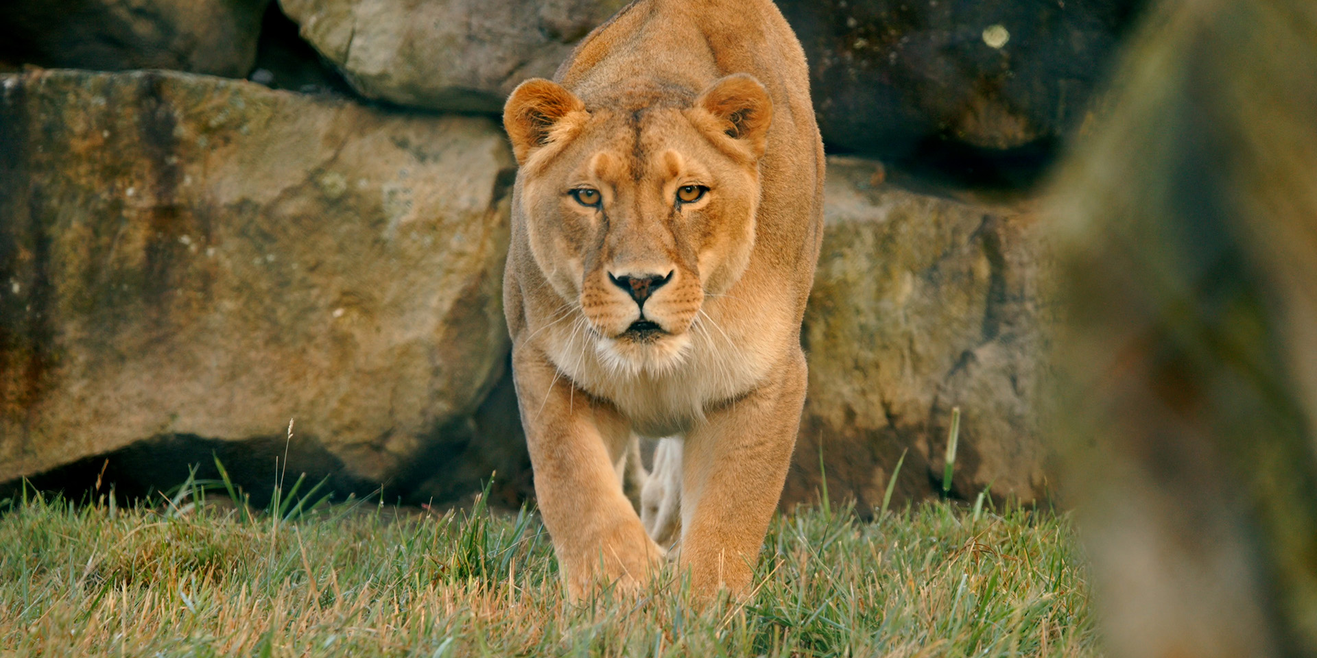 lion walking in the grass
