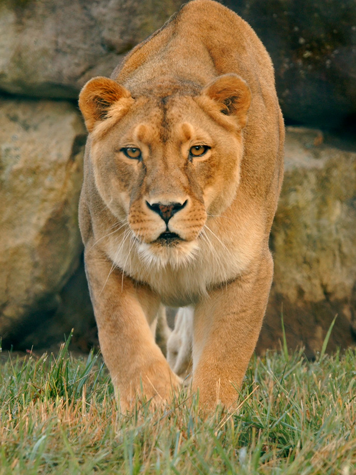 lion in the grass