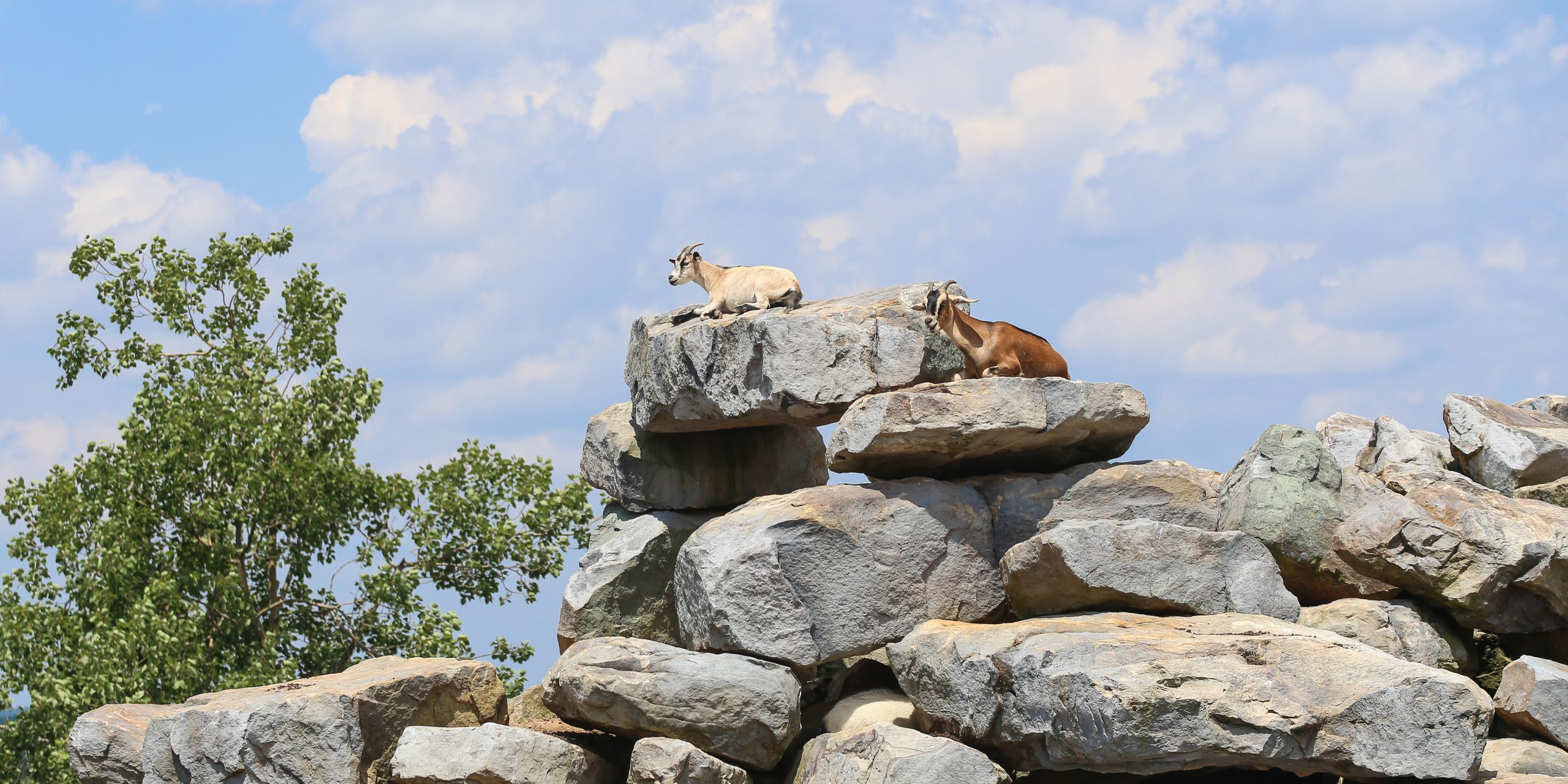 Goats perched on some rocks