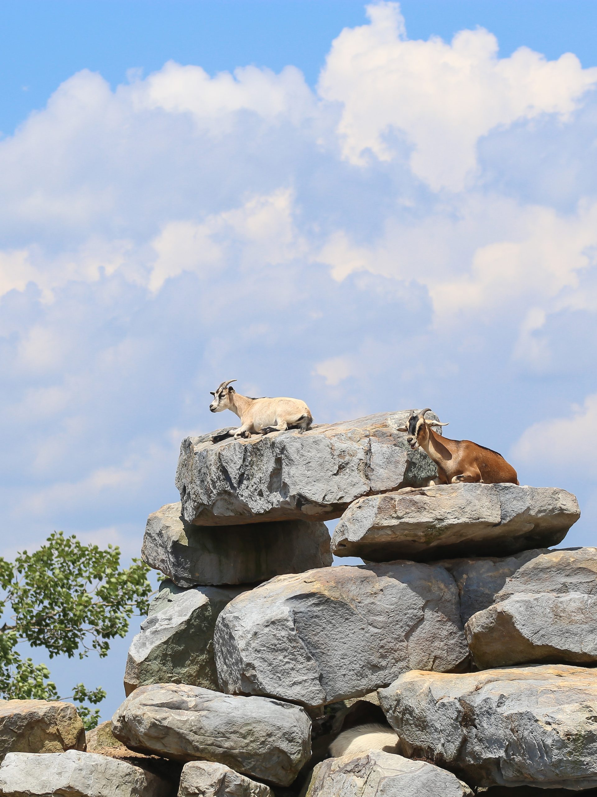 Goats perched on some rocks