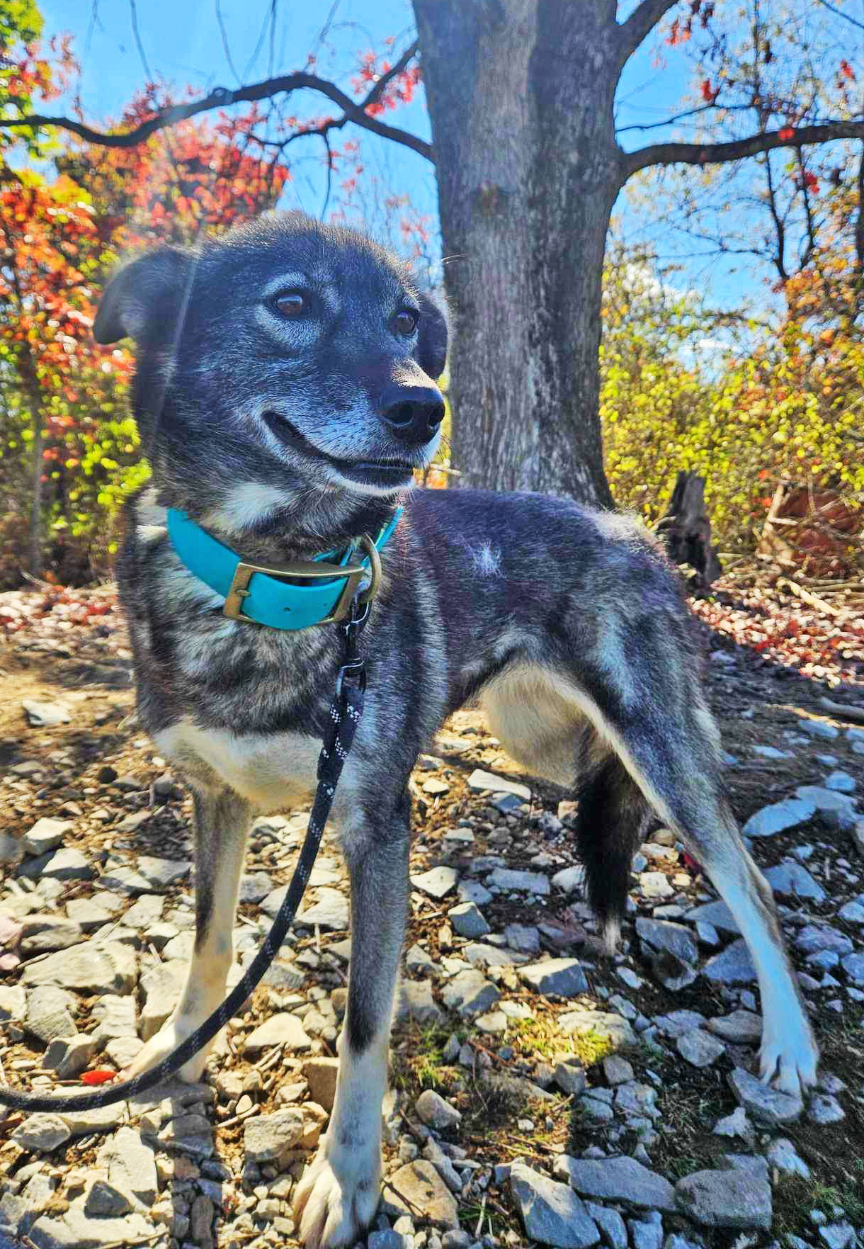 gray sled dog with scattered white markings and belly