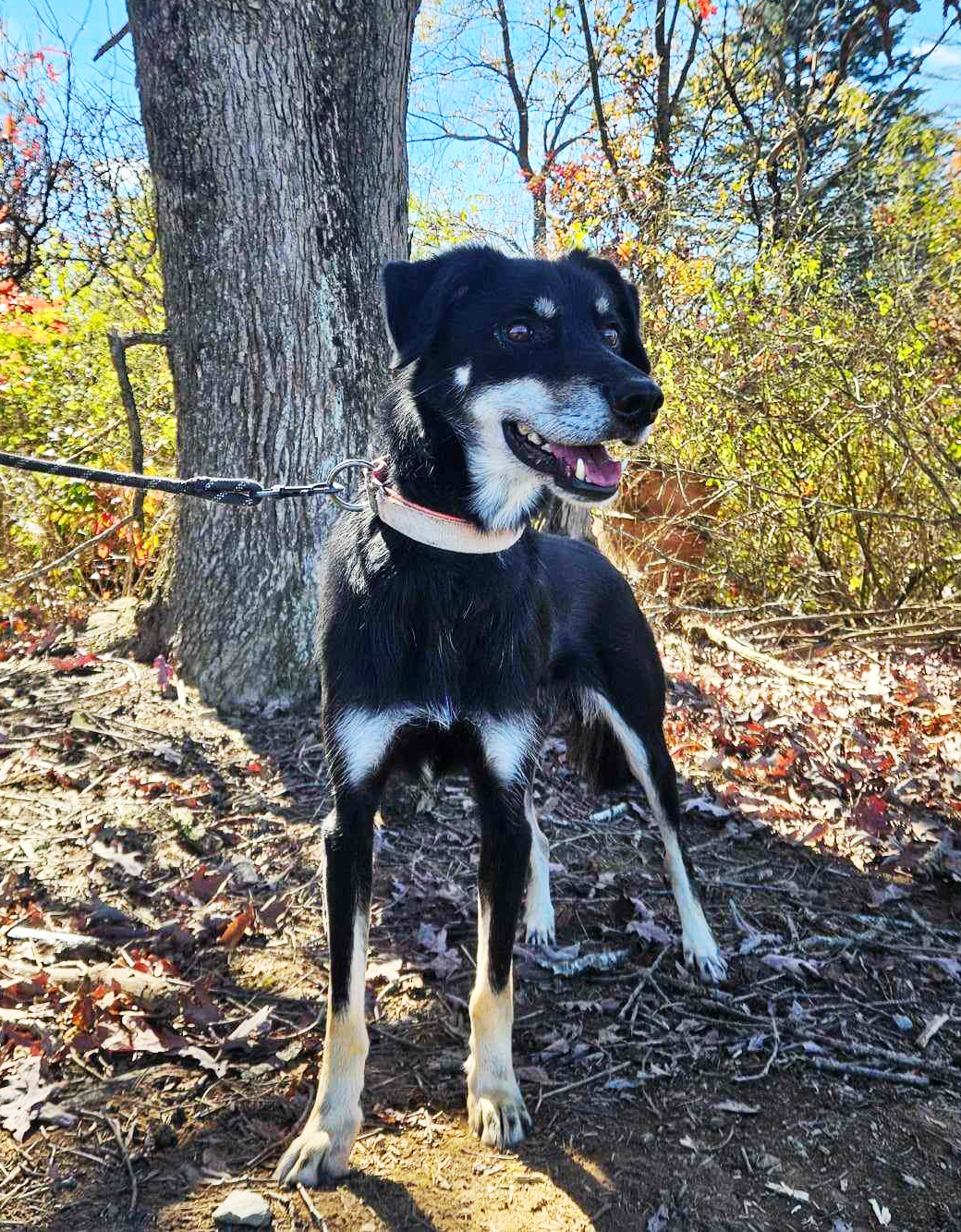 black sled dog with shite markings on mouth and legs