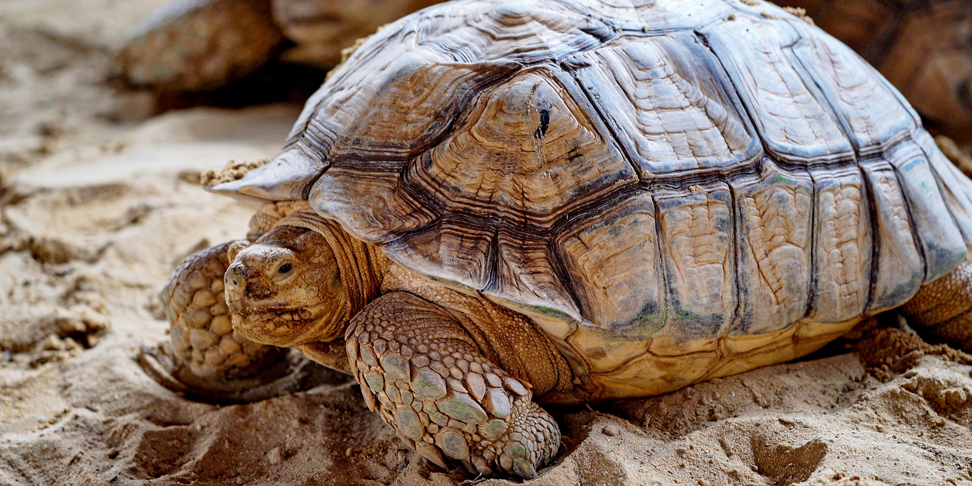 Tortoise on sand