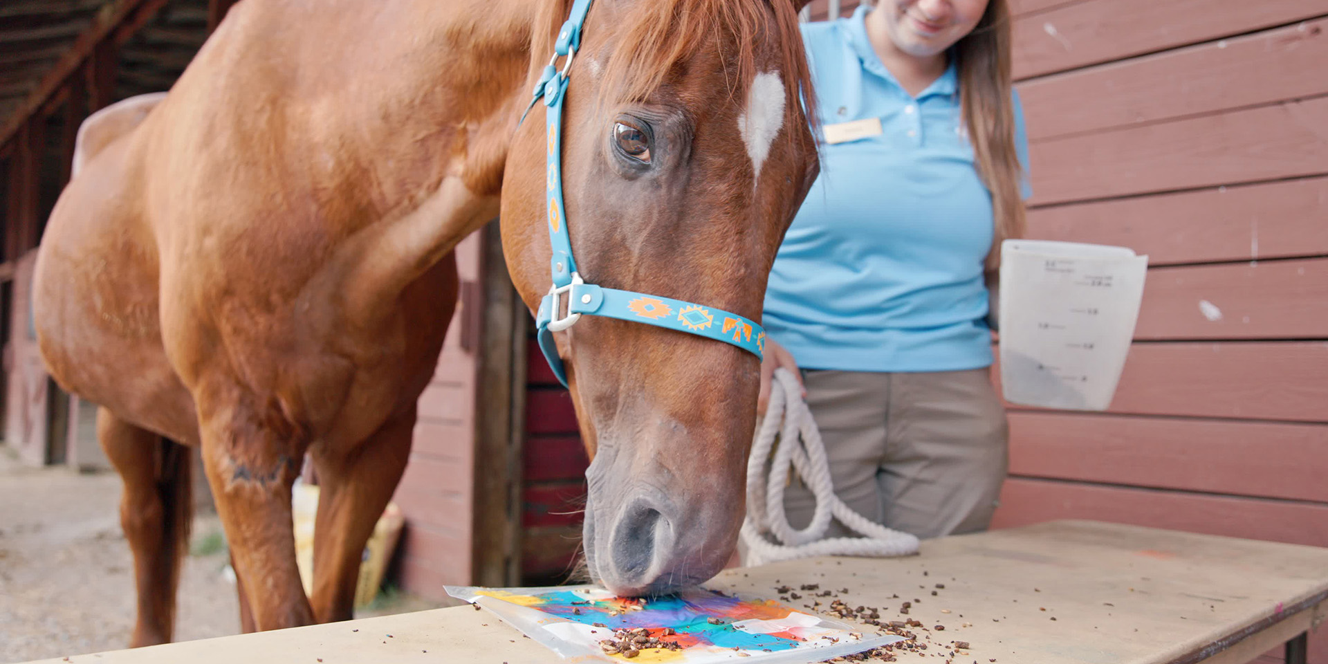 horse painting