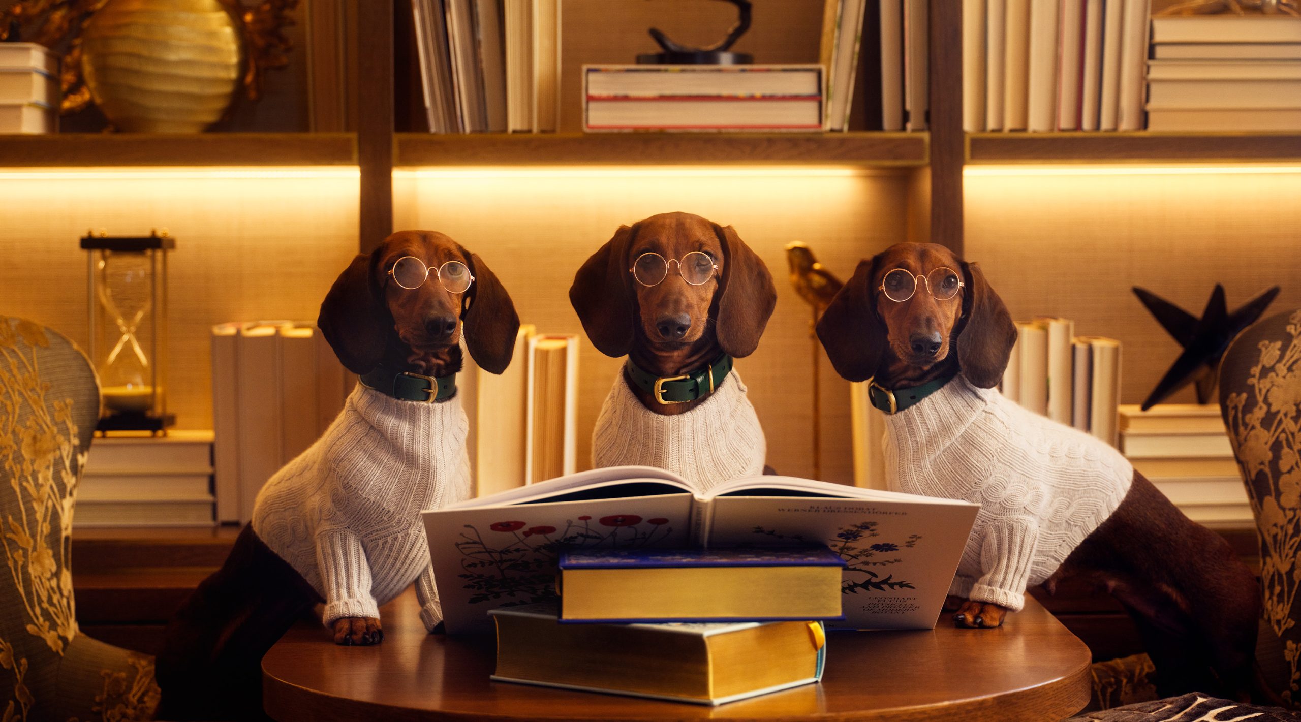 Three brown dogs, each wearing glasses, a black collar with a gold buckle, and a beige-knit sweater reading a book together in The Study at Nemacolin