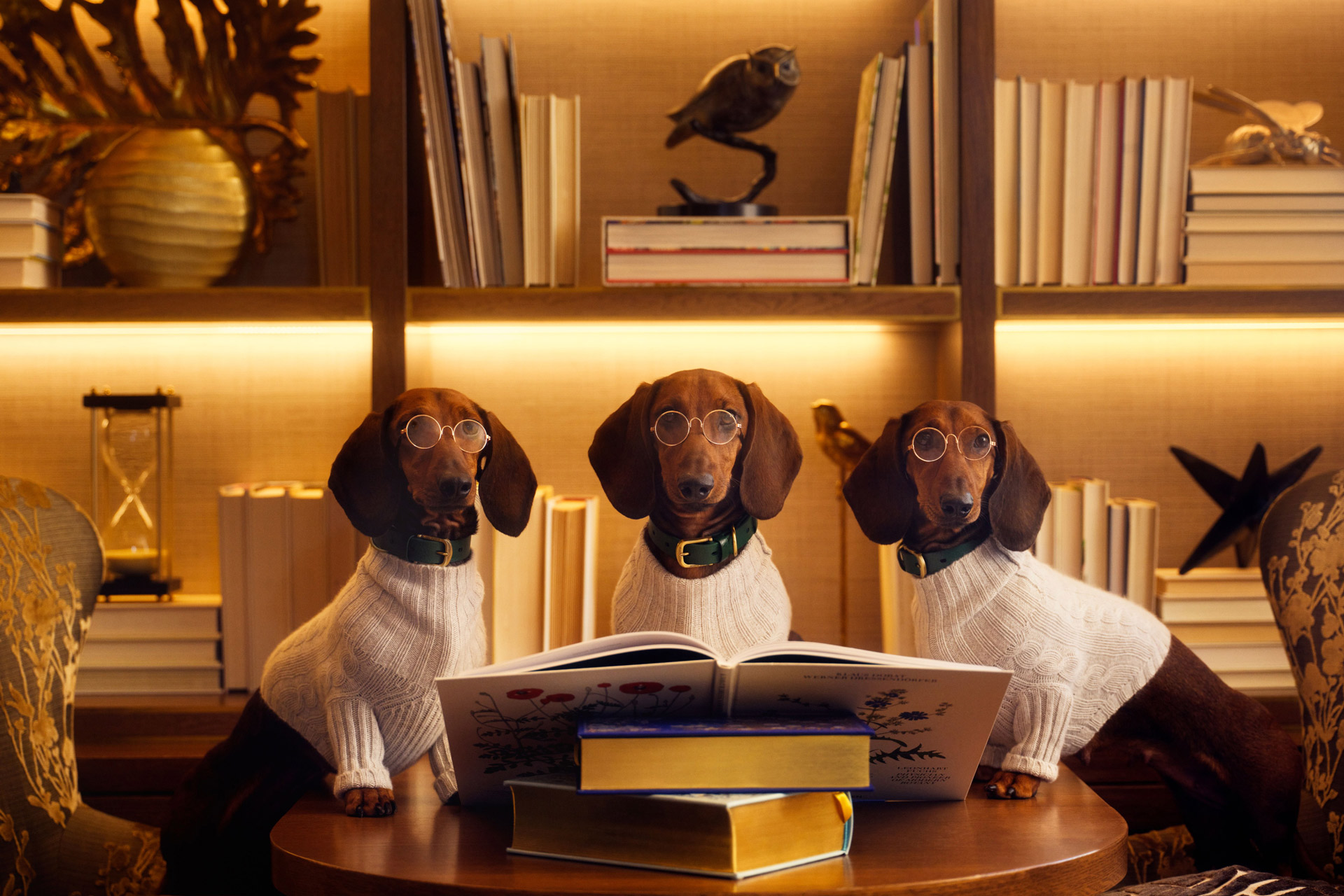 three dogs with glasses reading a book as part of a gallery decorative page