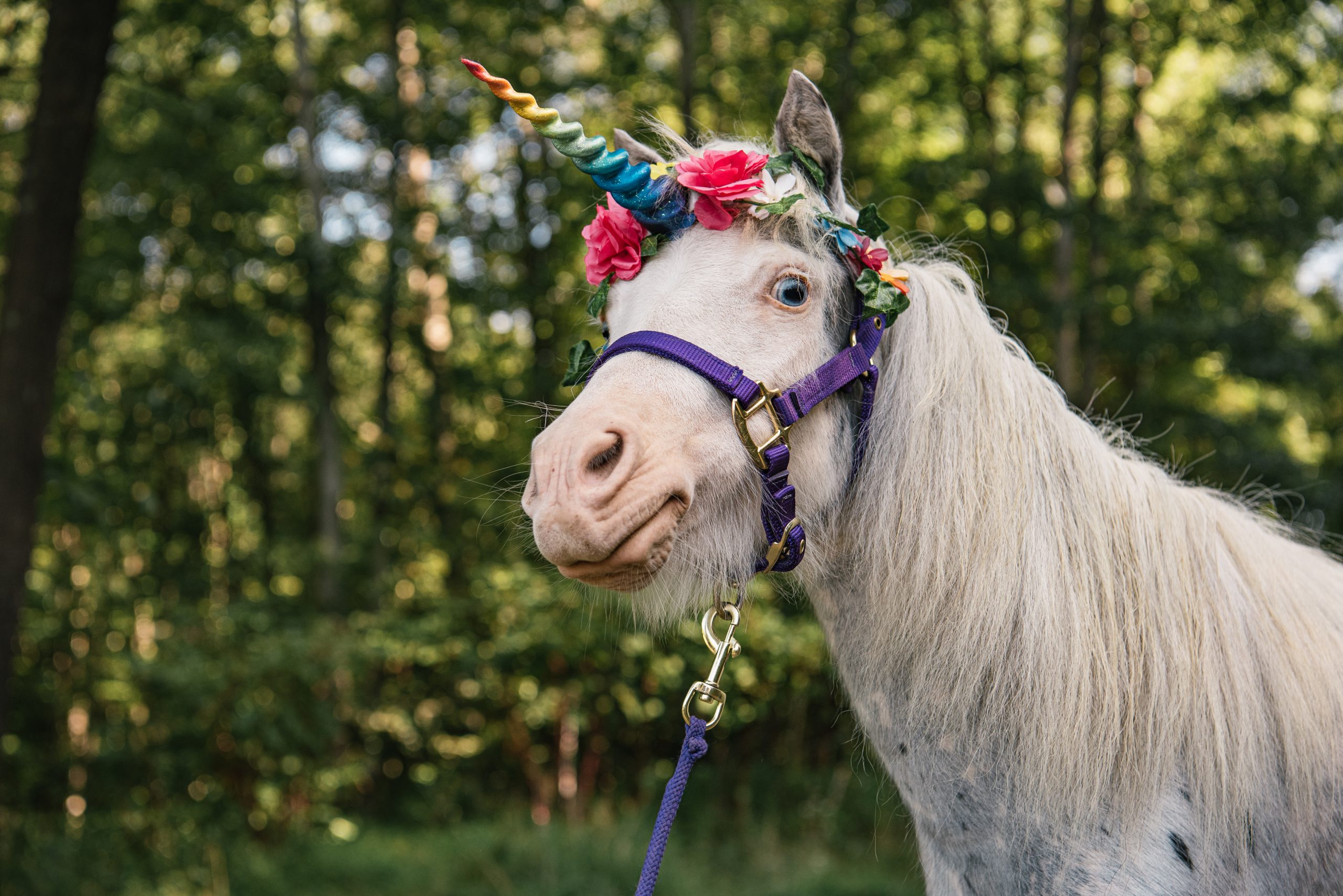 A miniature horse wearing a rainbow-colored unicorn horn.