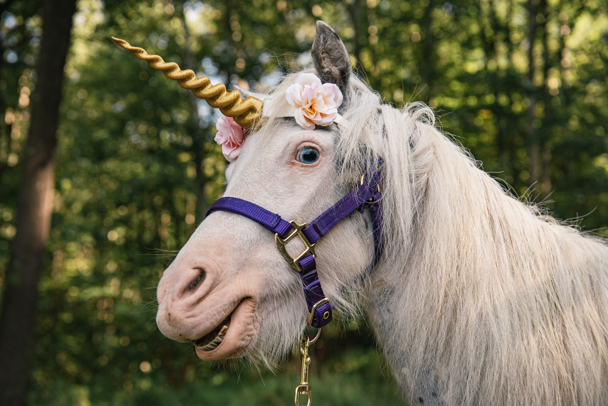 A miniature horse wearing a peach-colored unicorn horn.