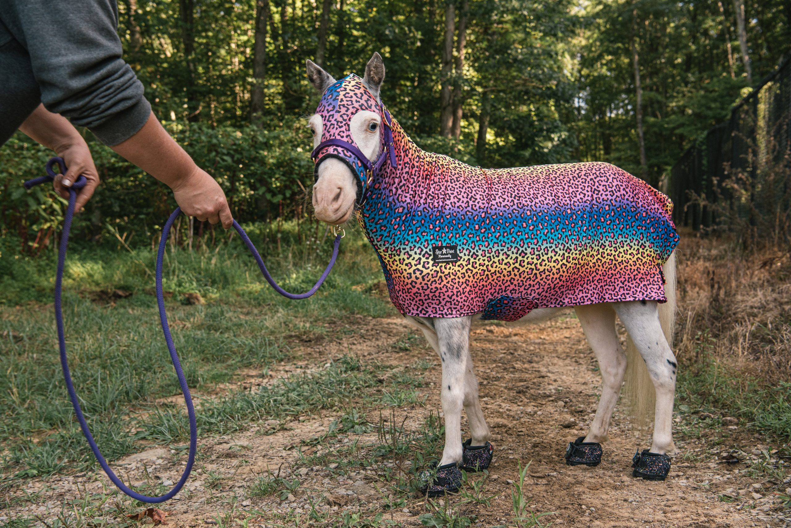 A miniature horse wearing a rainbow-colored outfit.