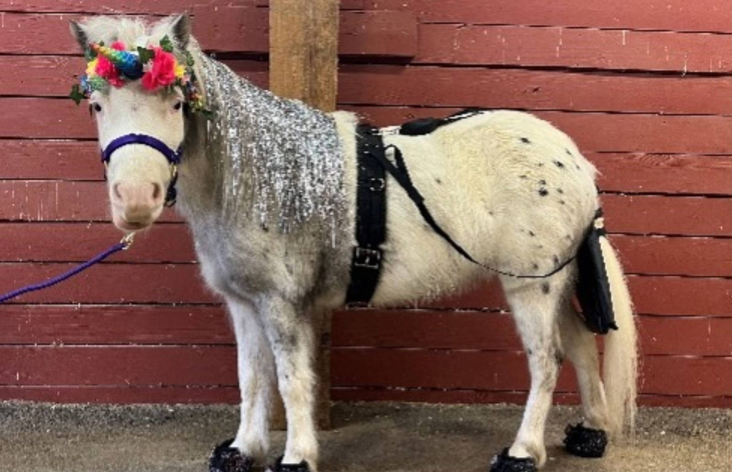 A miniature horse with a sparkling mane.