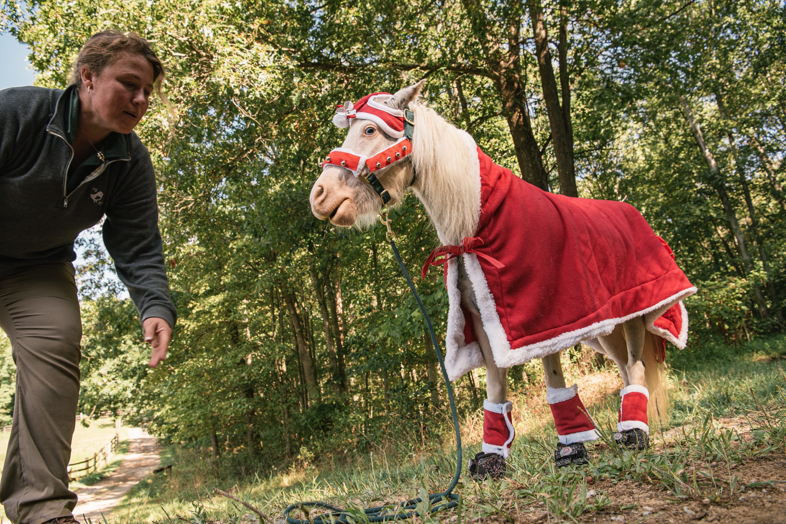 A miniature horse wearing a Santa outfit.