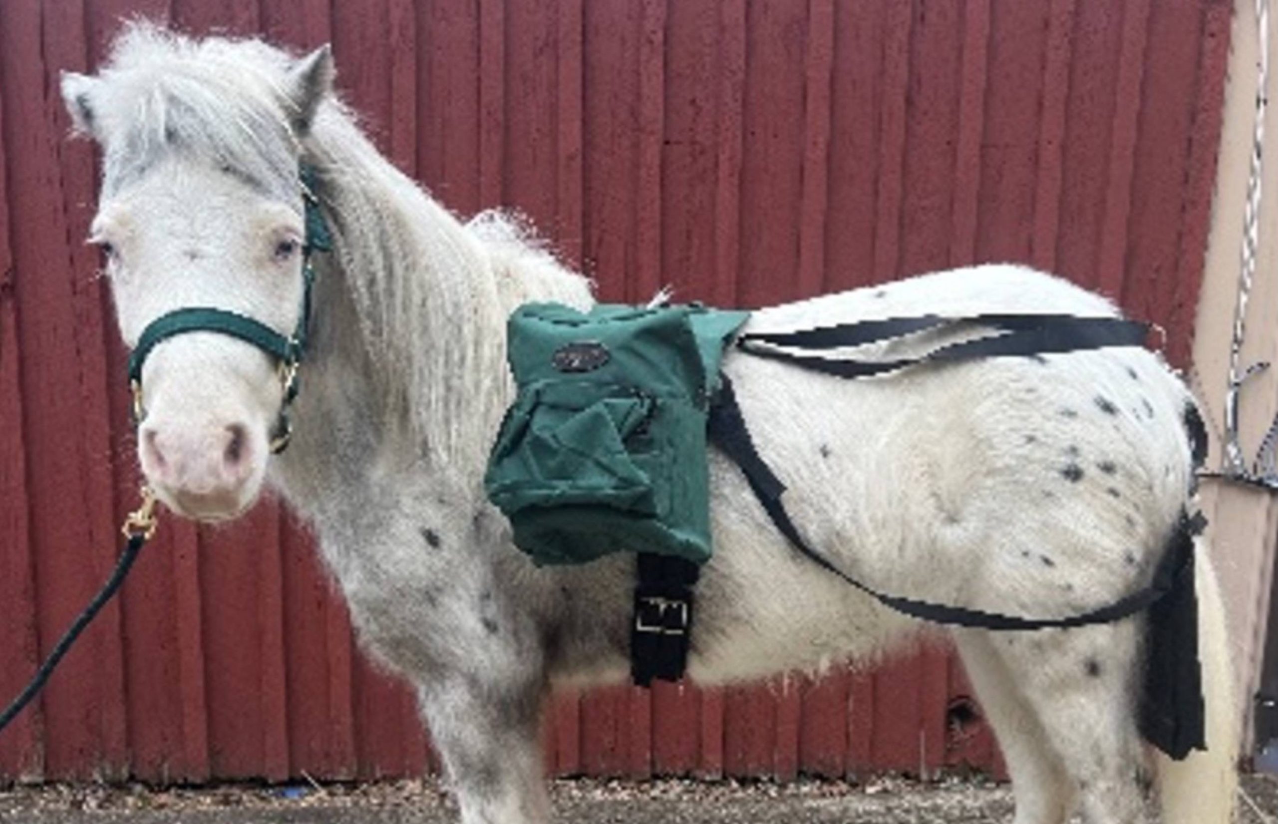 A miniature horse with a pack on its back.