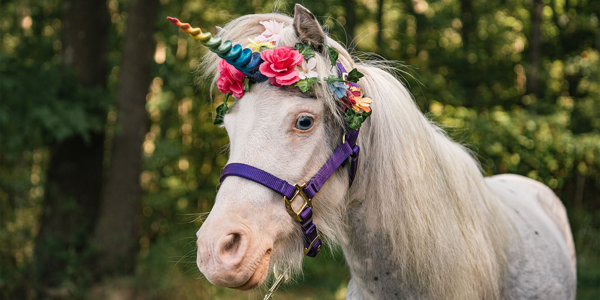 miniature horse with a unicorn hat