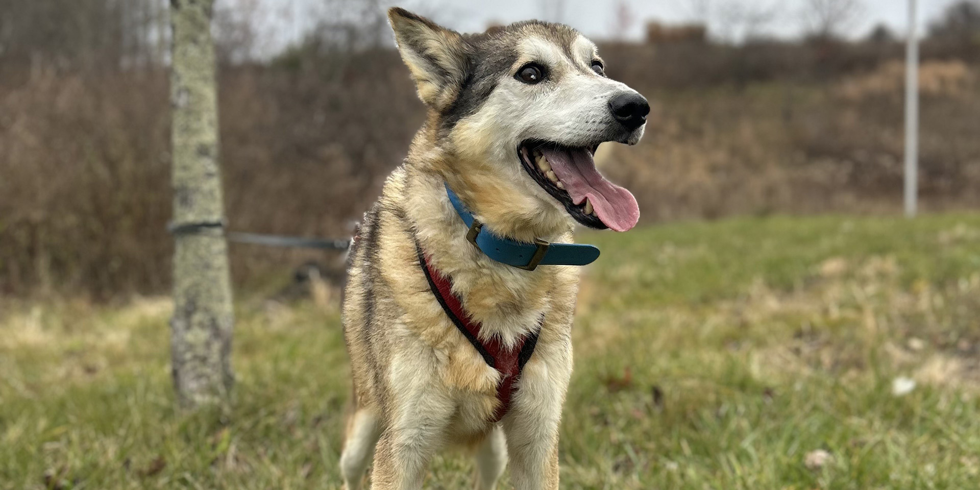 cute dog smiling