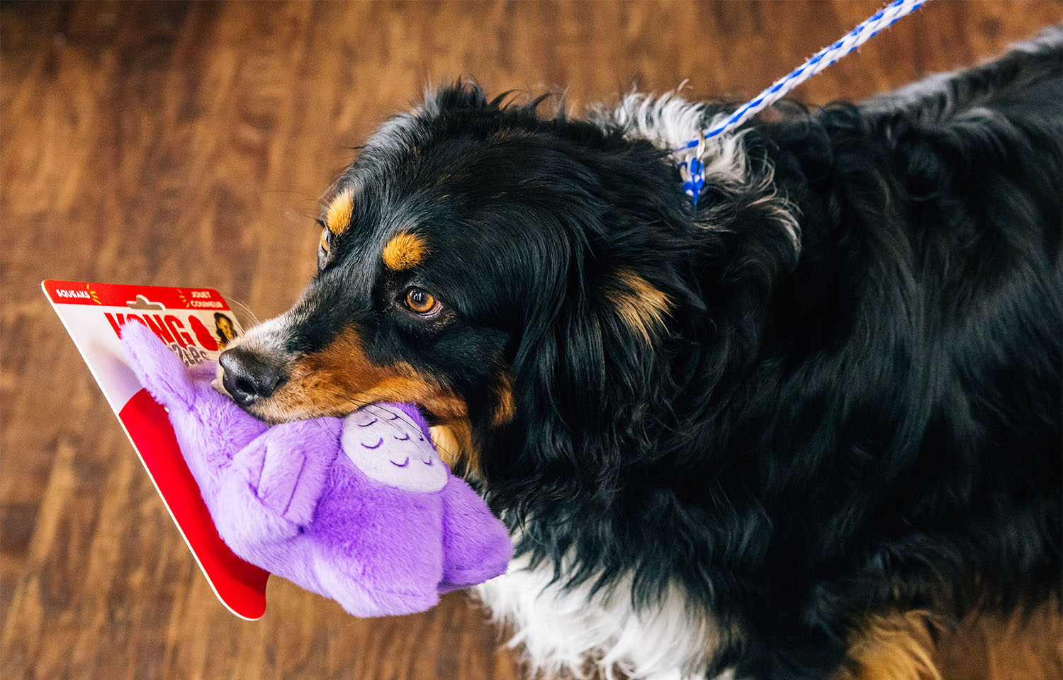 dog with a toy in its mouth