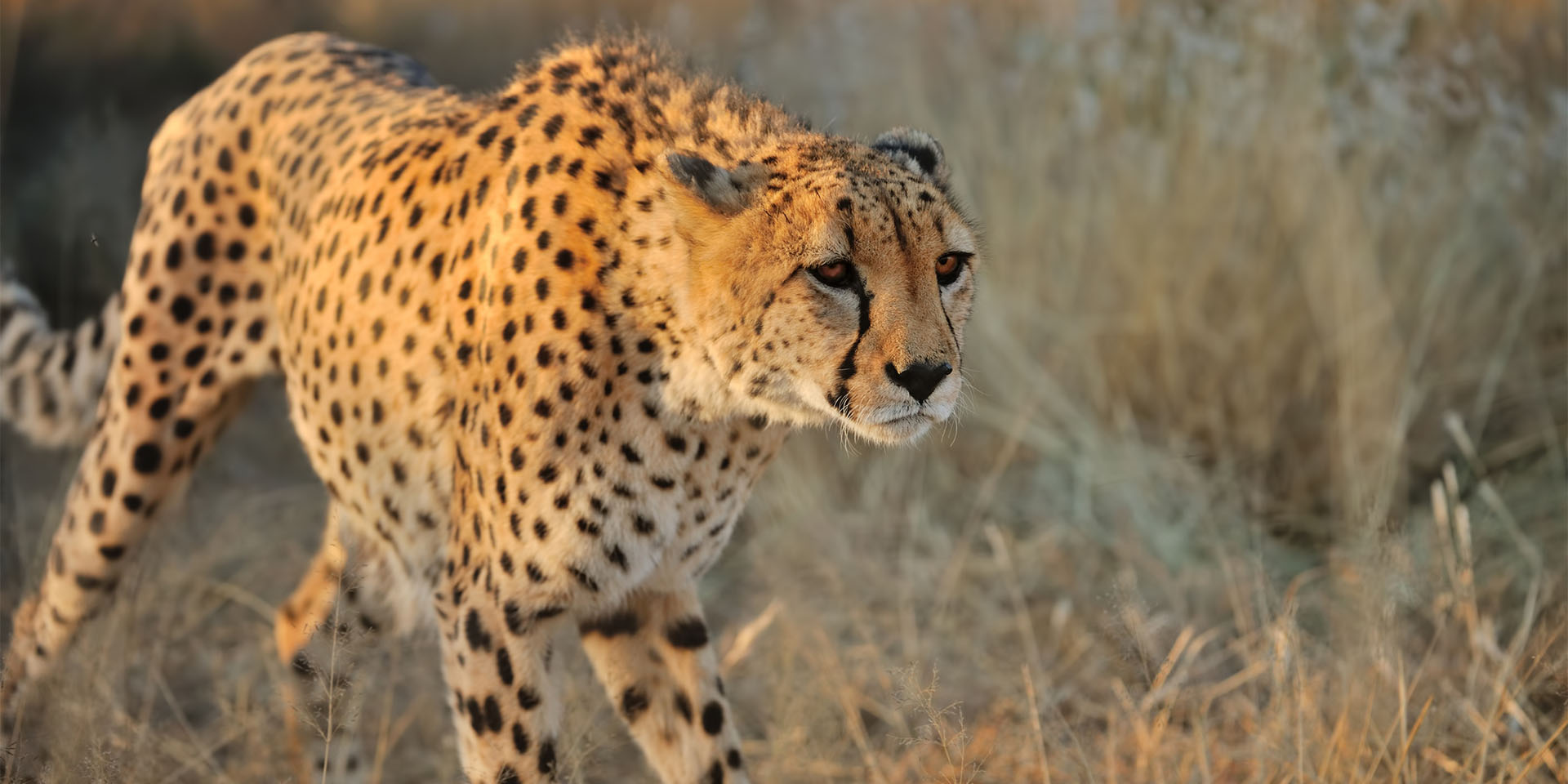 a Cheetah in a field