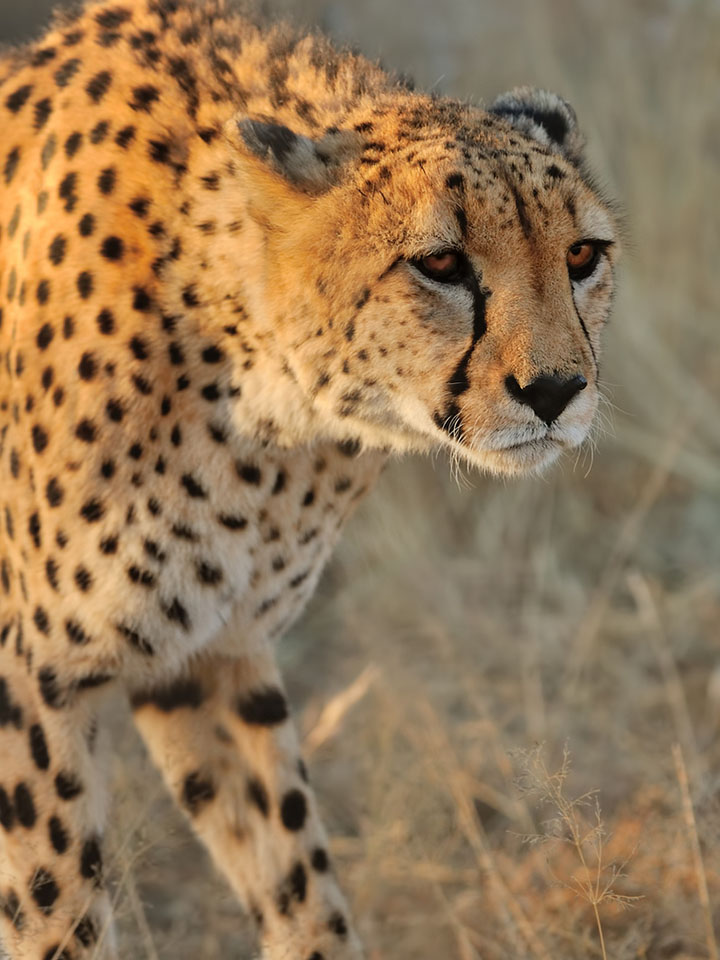 a Cheetah in a field