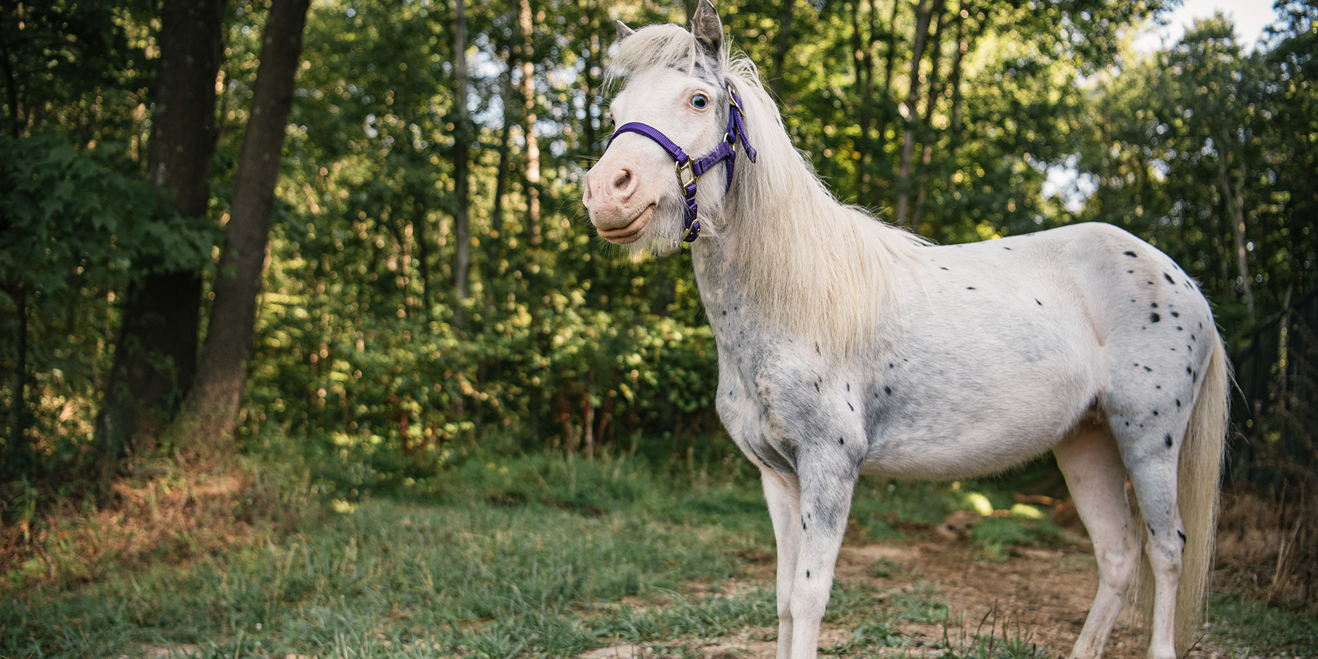 Mini horse standing in a forest