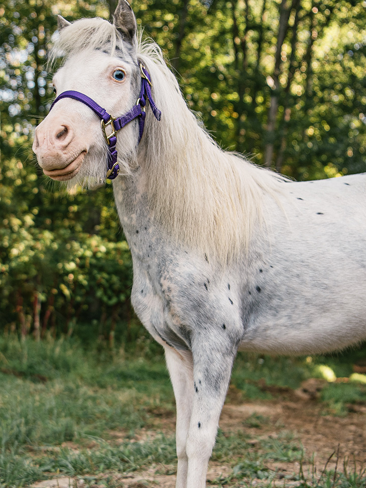 Mini horse standing in a forest