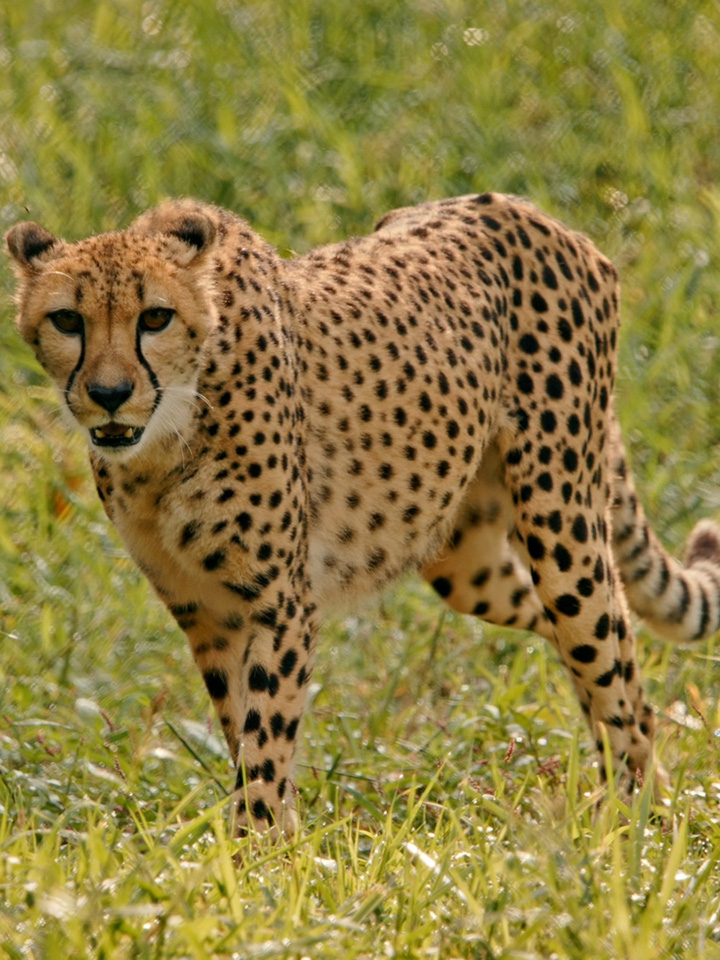 A cheetah in the grass