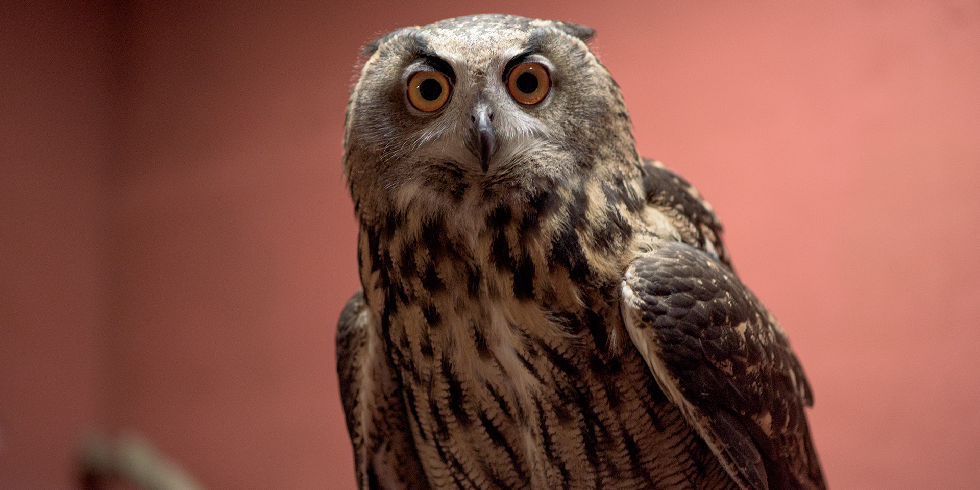 Owl looking at camera