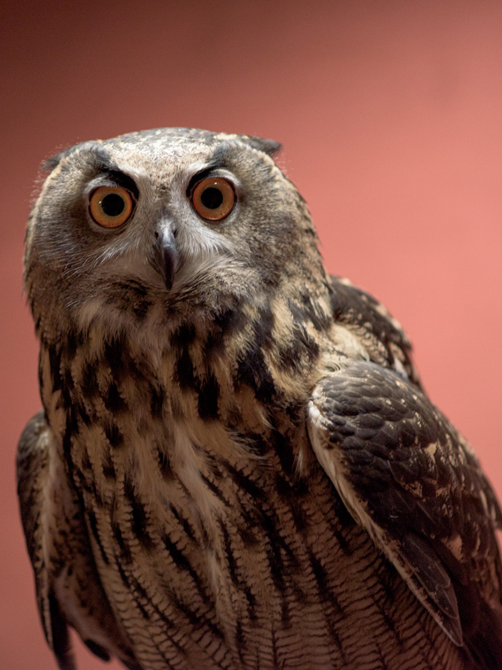 Owl looking at camera